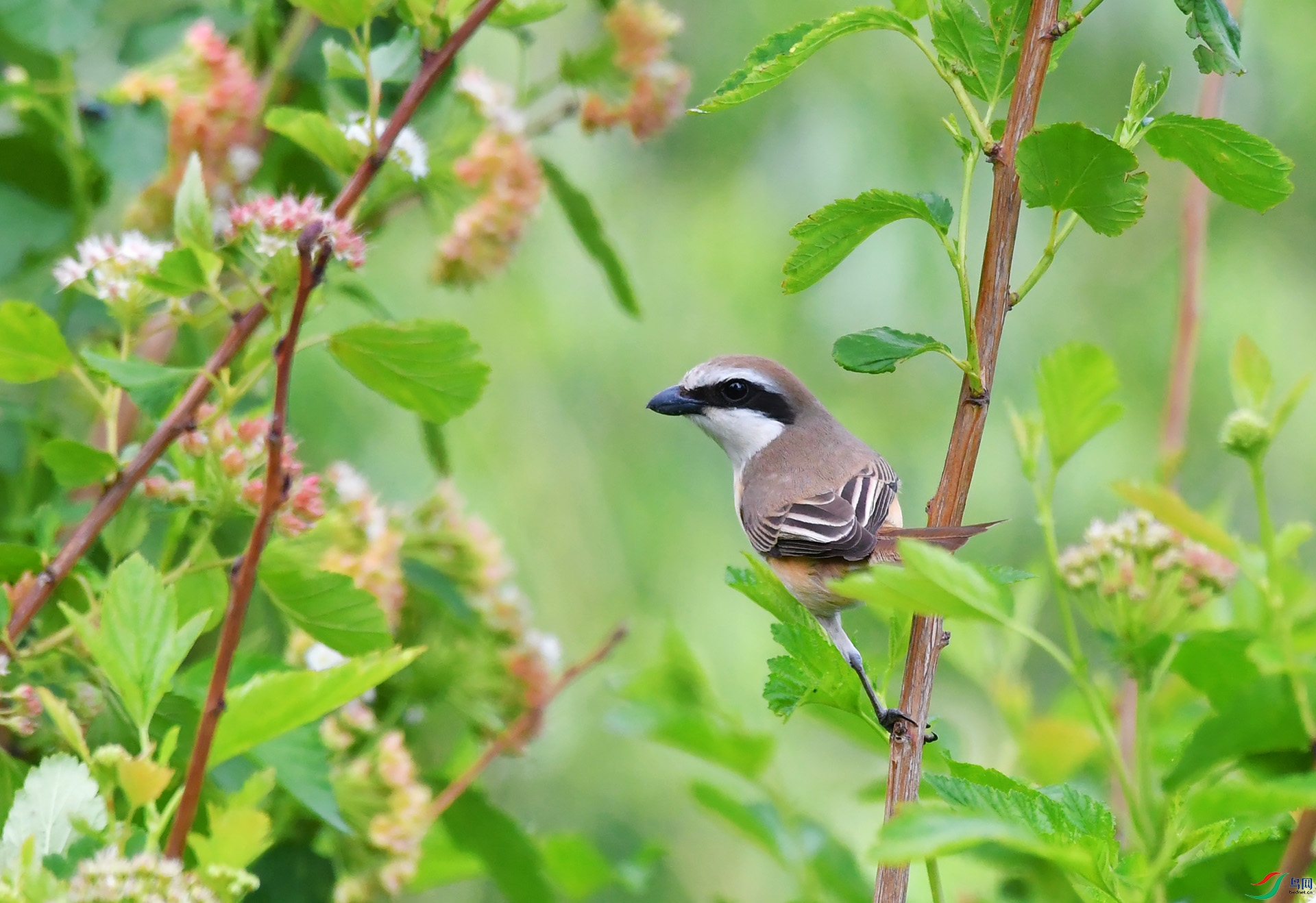 DSC_6344-1.jpg