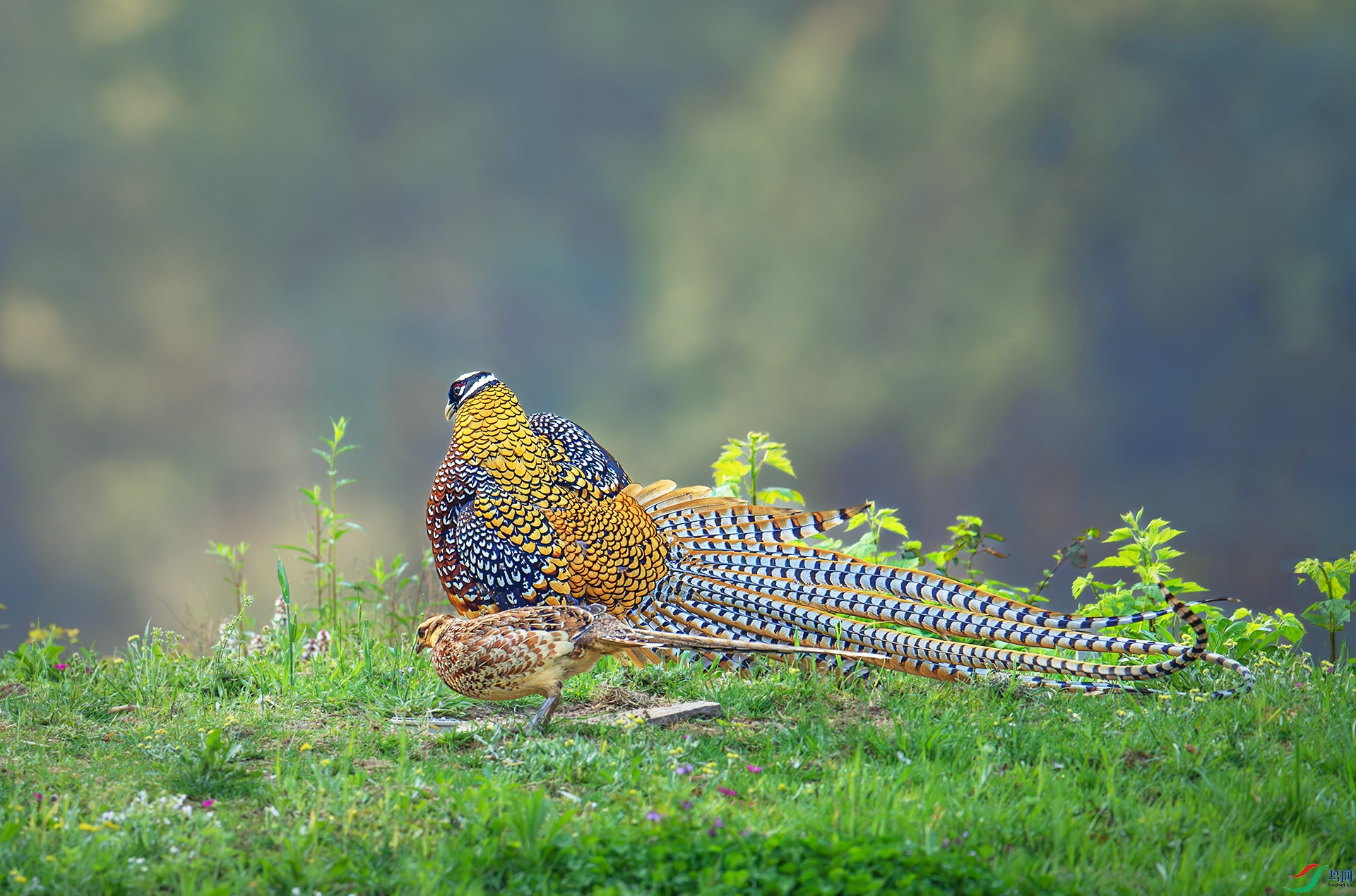 DSC_2910-1.jpg
