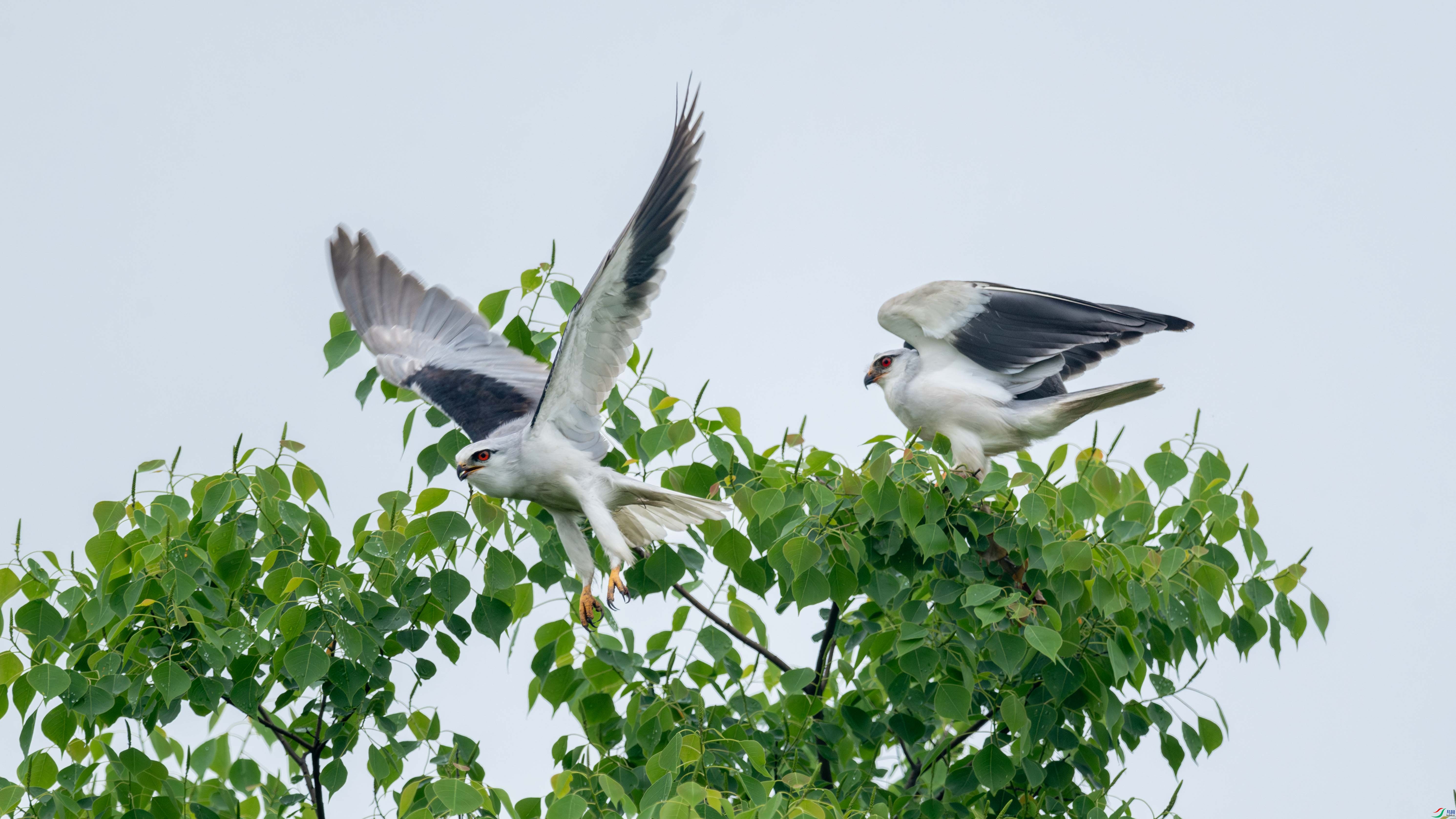 DSC_4781_1.jpg