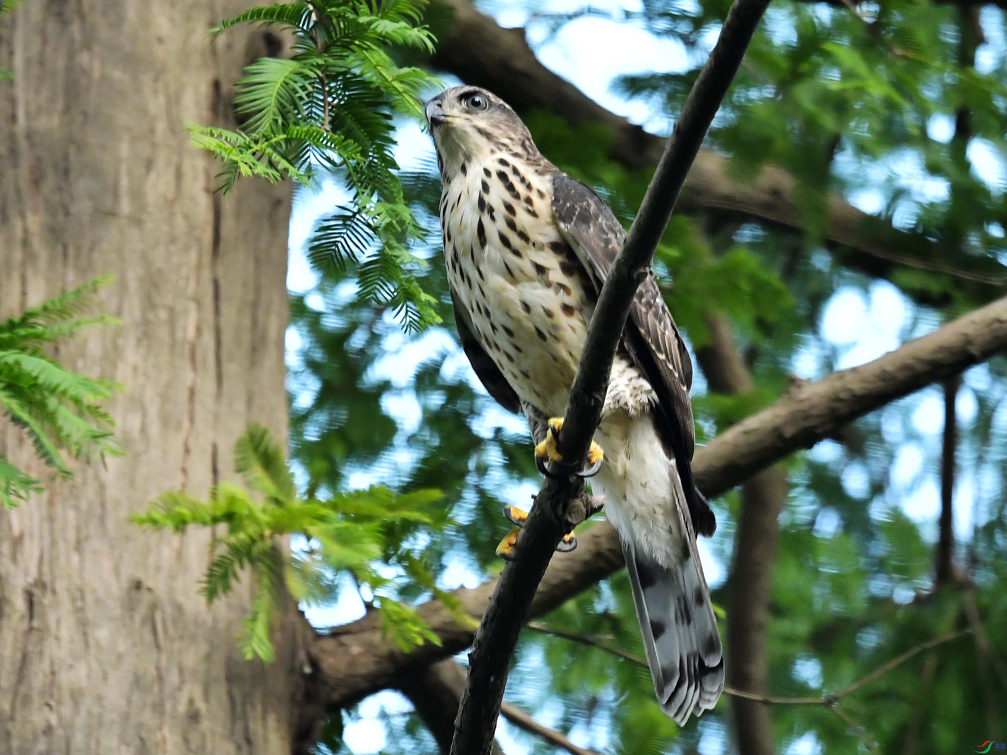 ˧���ķ�ͷӥ