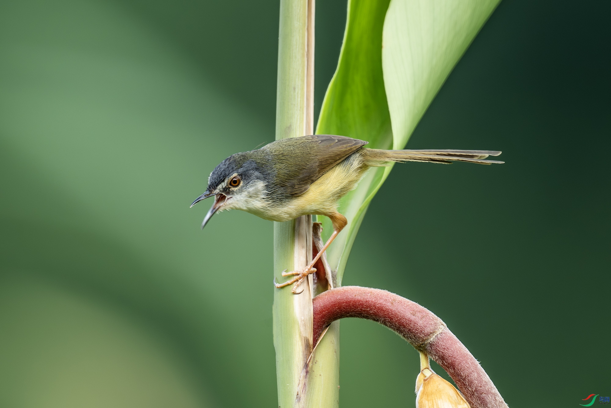 DSC_7951-����ǿ-NR.jpg