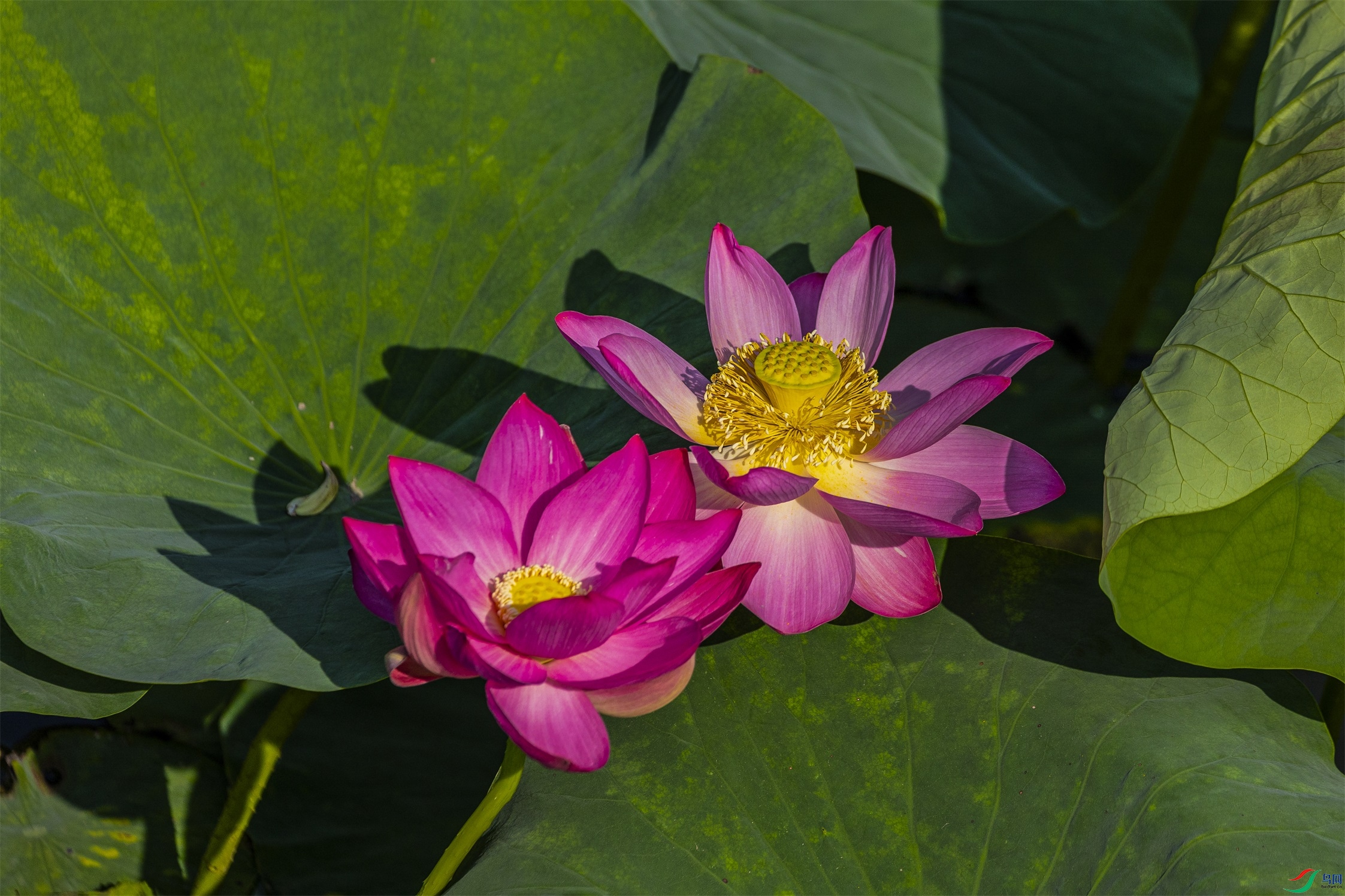 1K3A0006 ����1.jpg