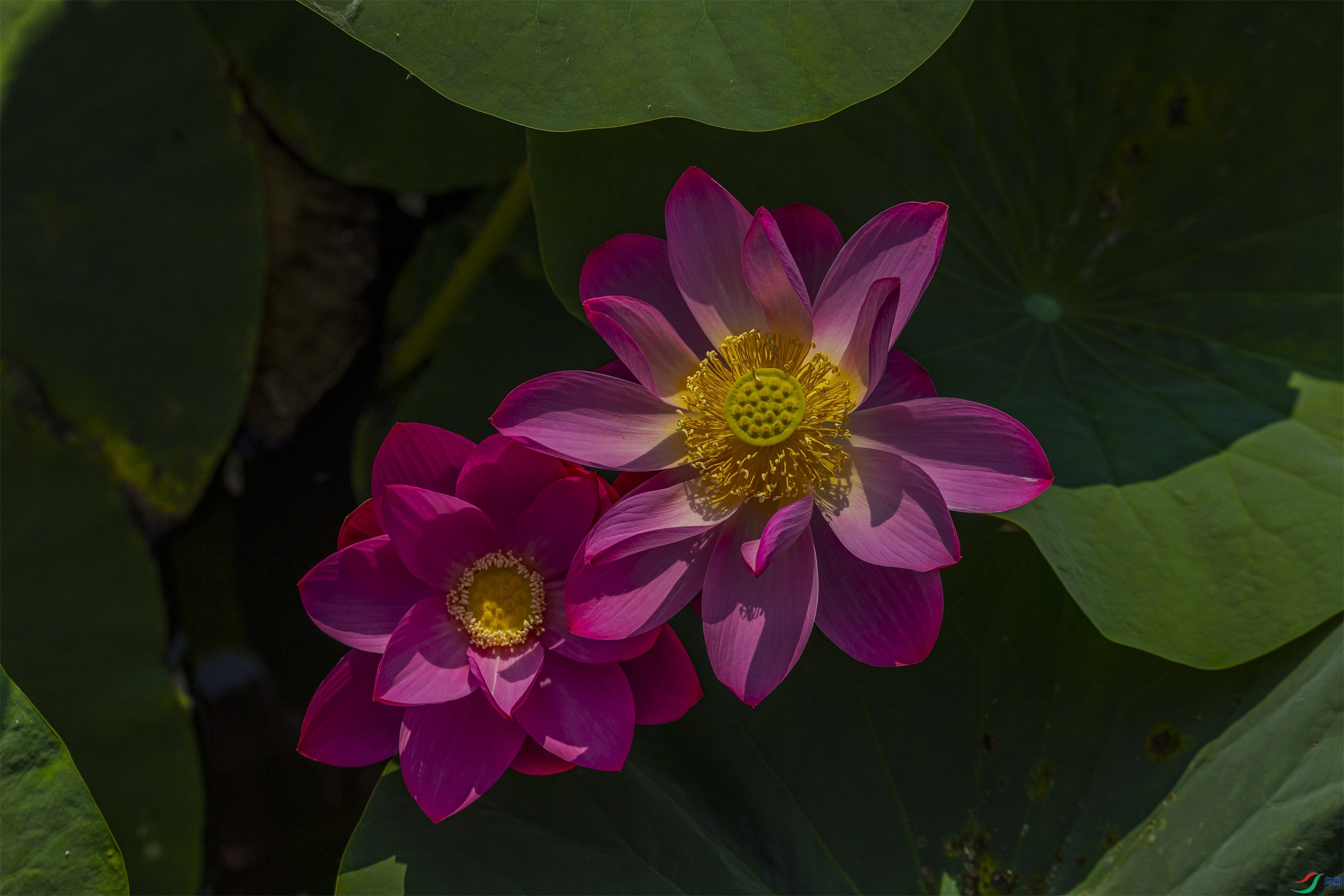 1K3A9997 ����1.jpg