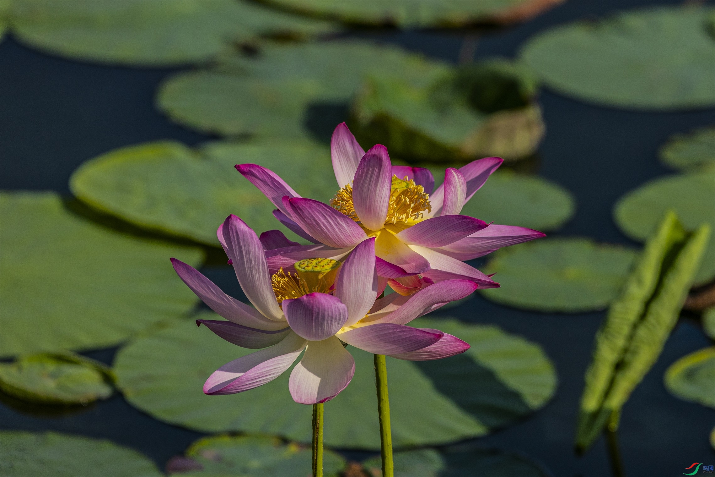 1K3A9981 ����1.jpg