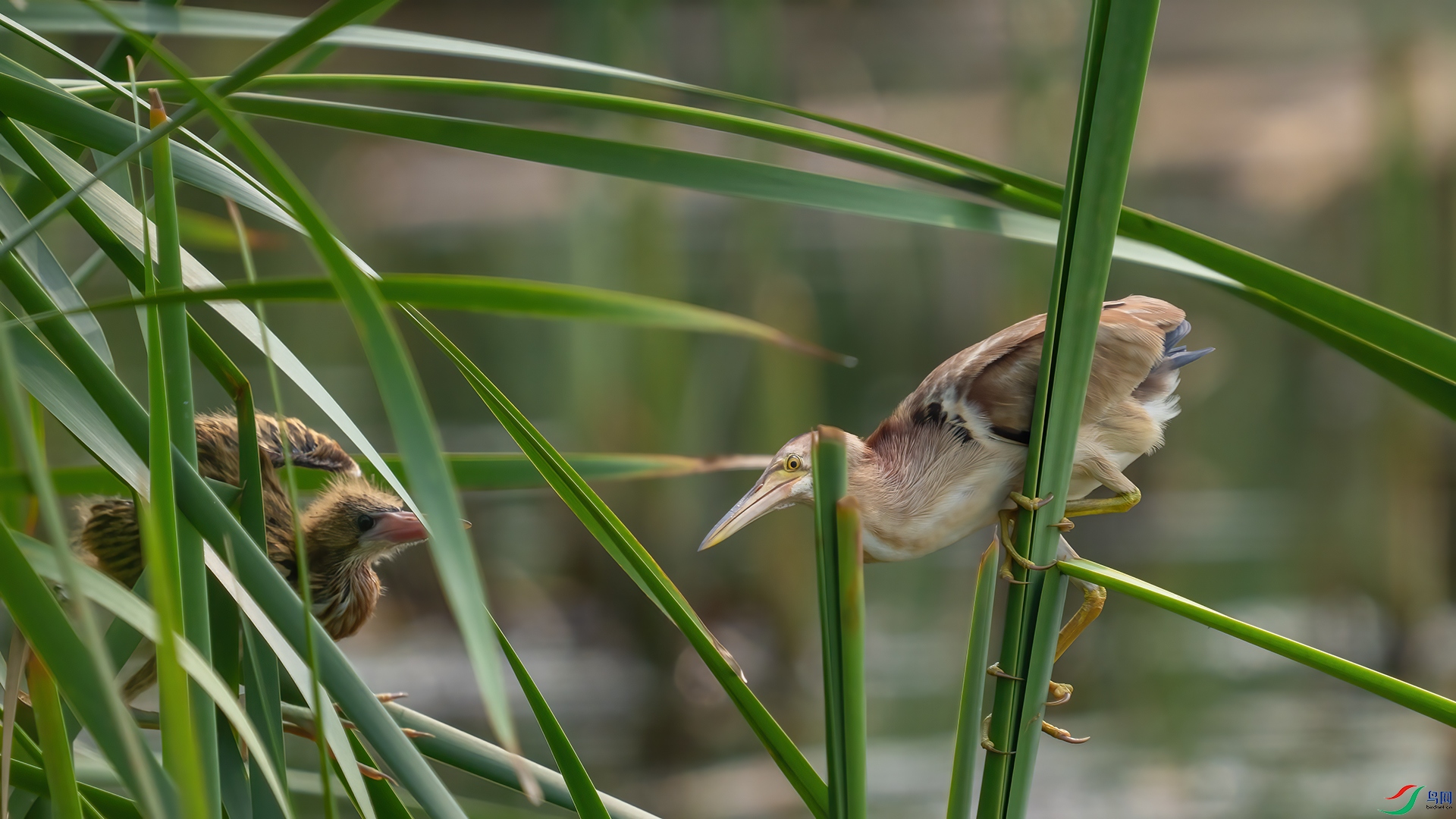 DSC04176 ����.jpg