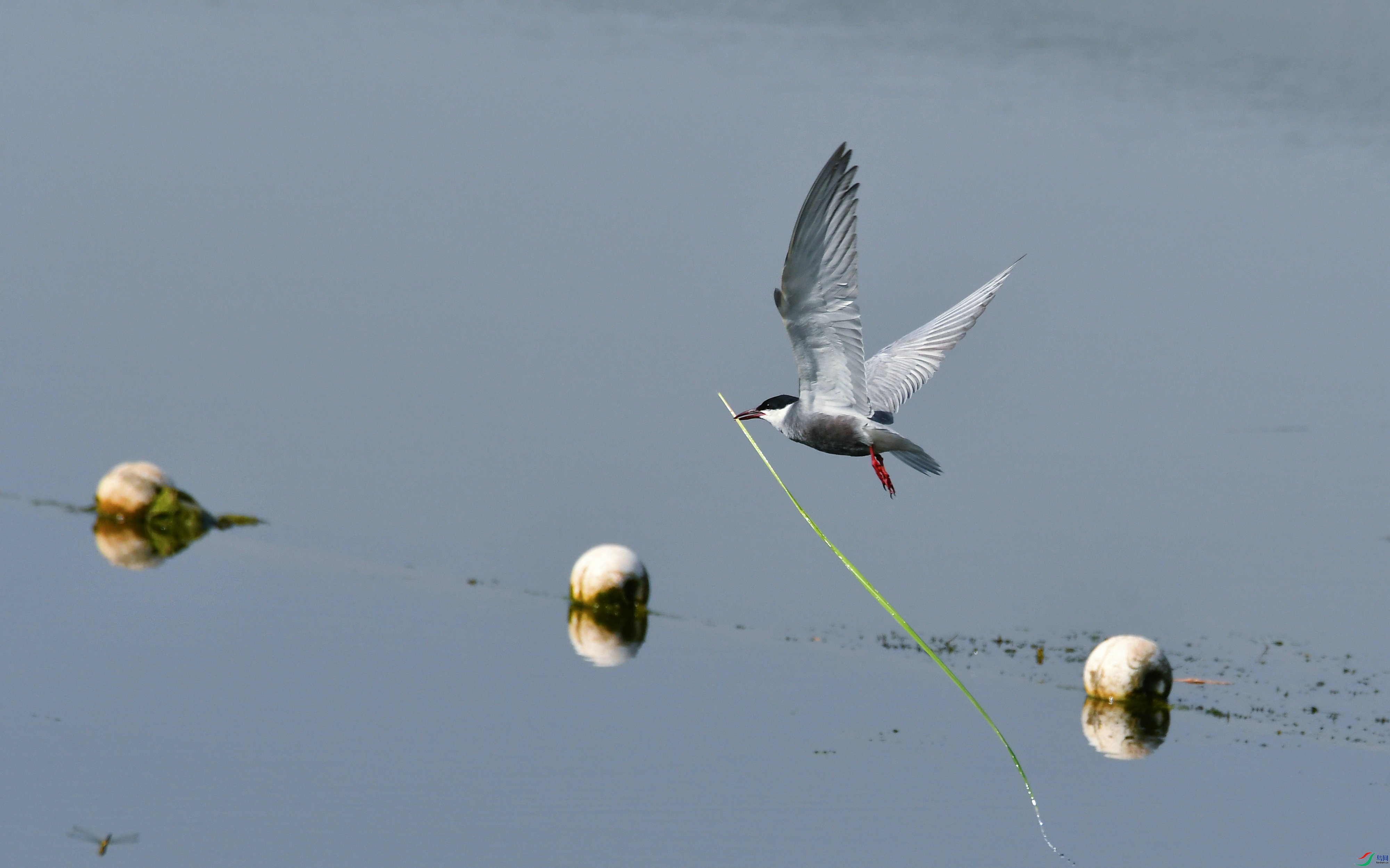 DSC_7030.JPG