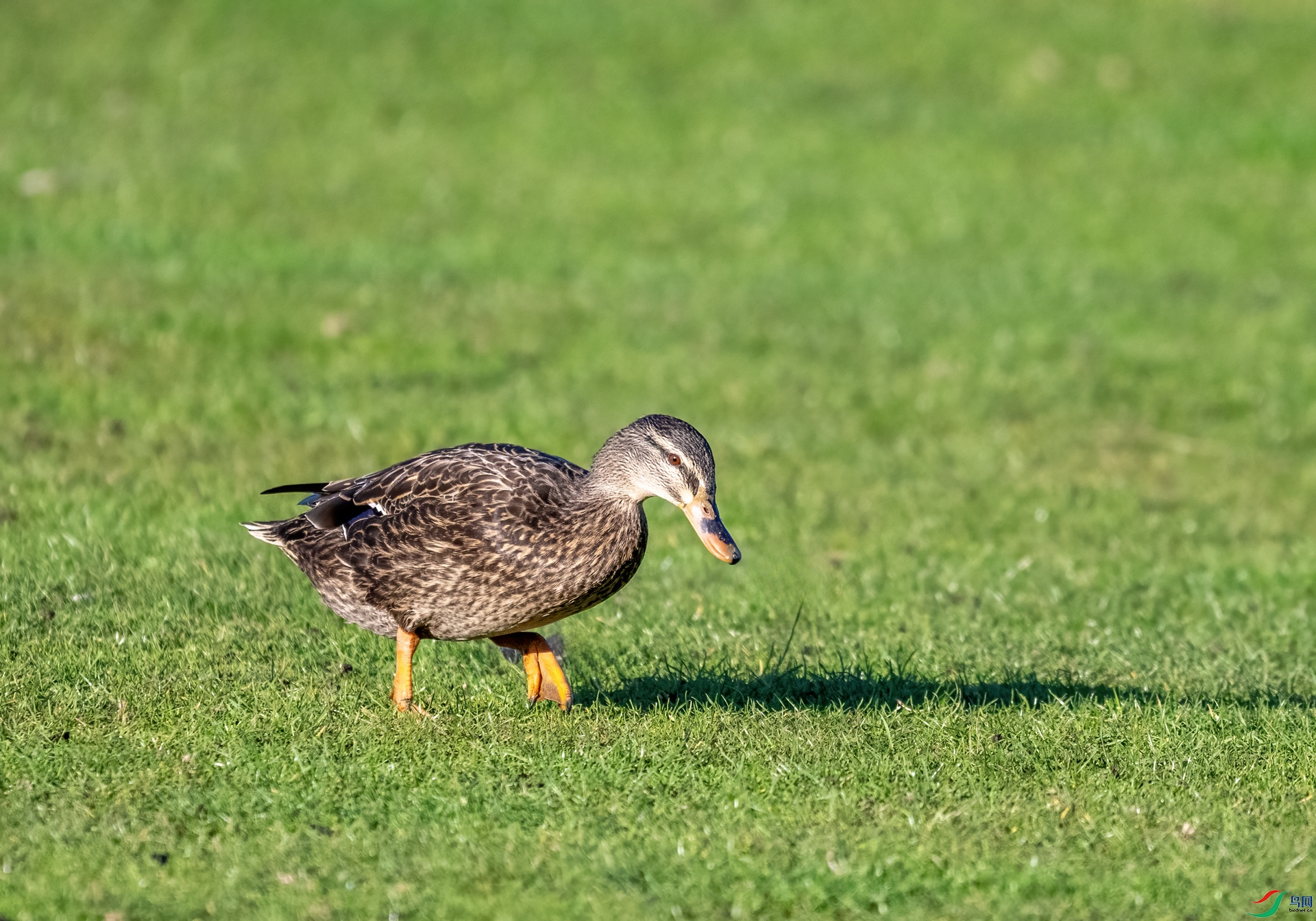 DSC_9481.jpg
