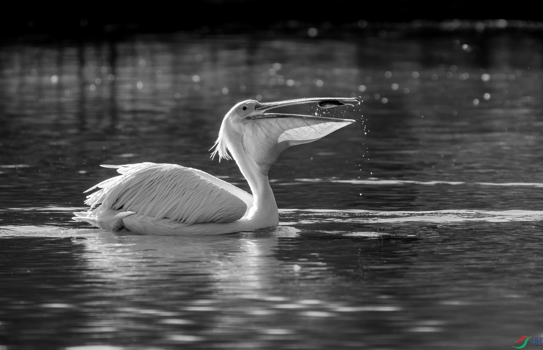 DSC03095 ����_����.jpg