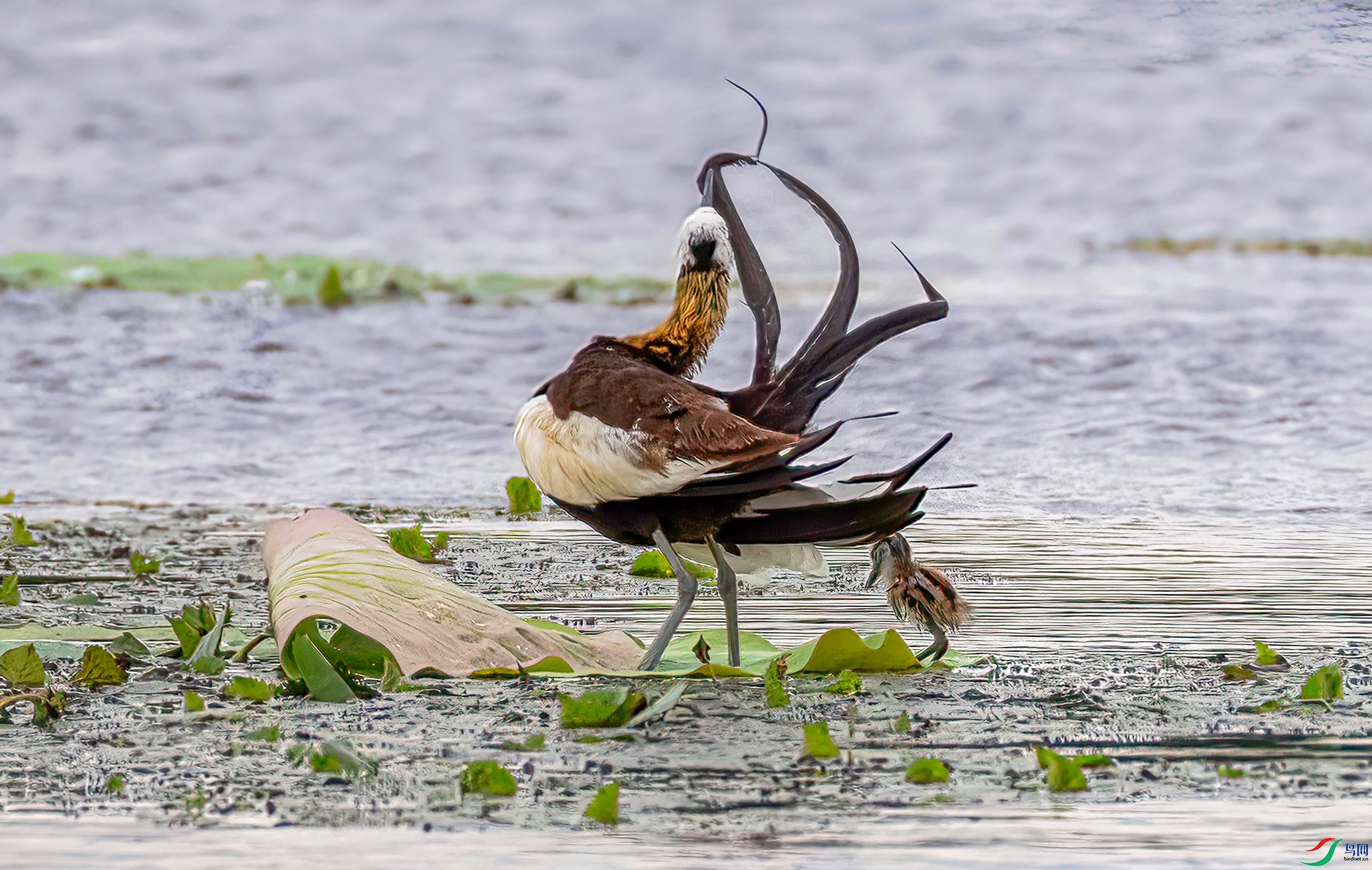 407A6822 ����-Sha---1 .jpg