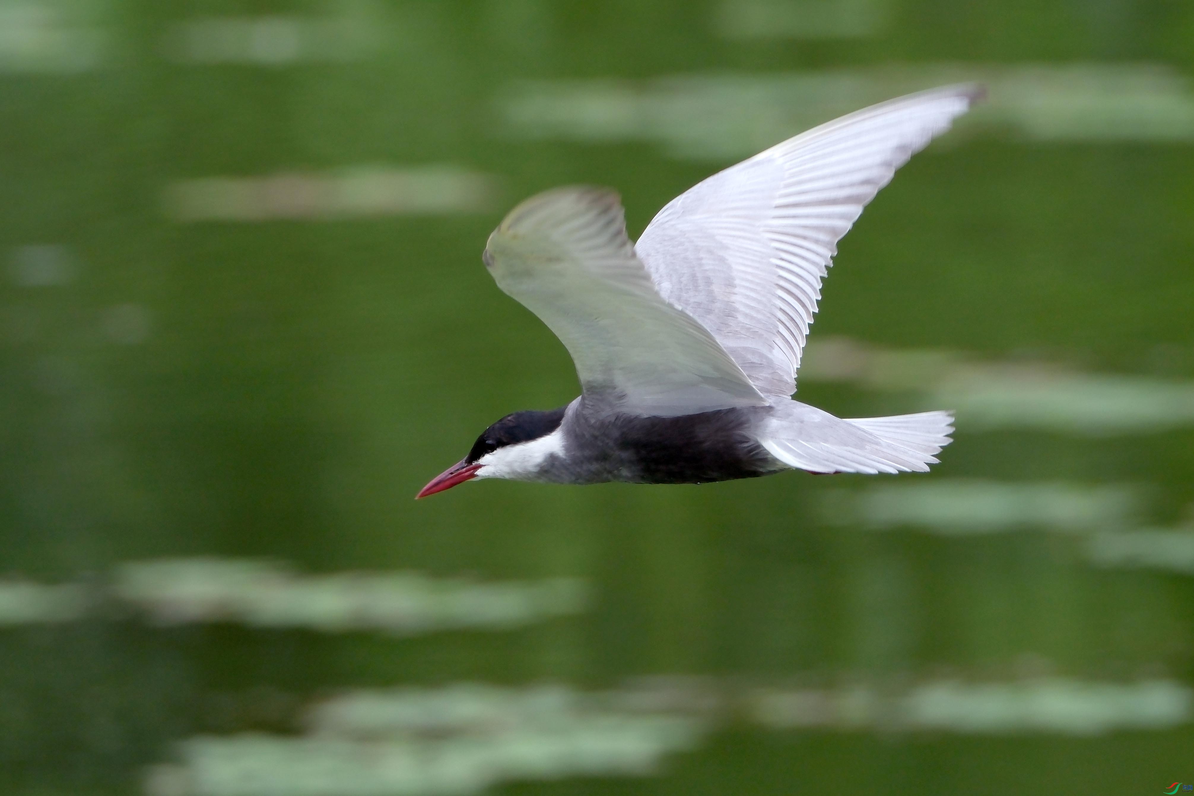 DSCF8071 -����.jpg