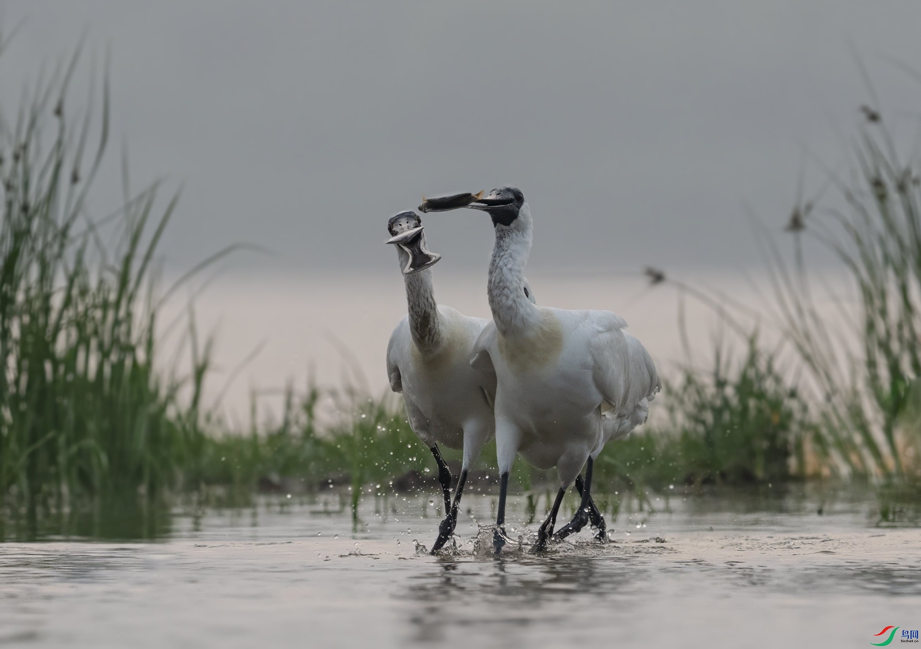 DSC_5731 ����_����_����.jpg