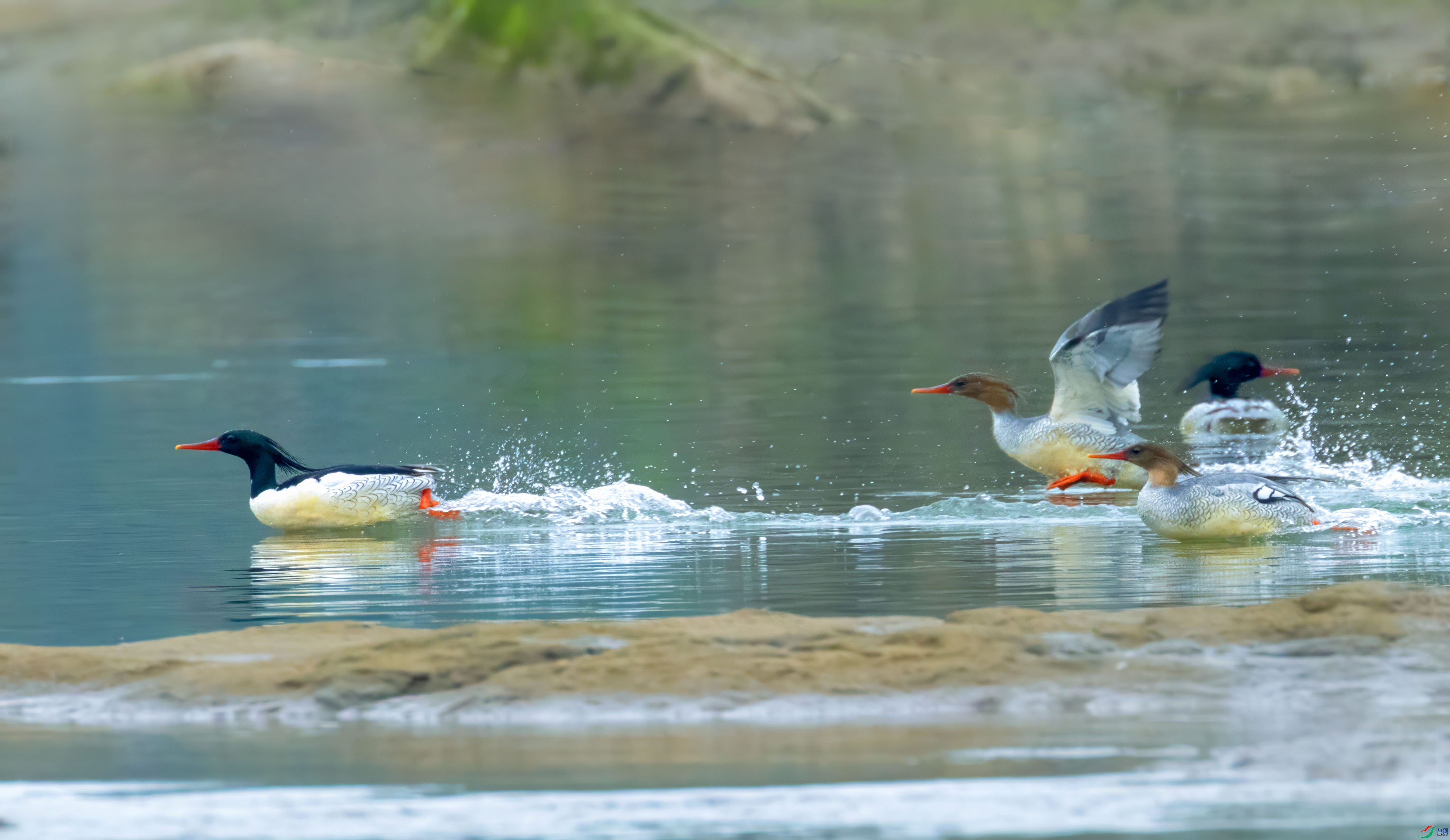 C87A9590 ���� 2.jpg