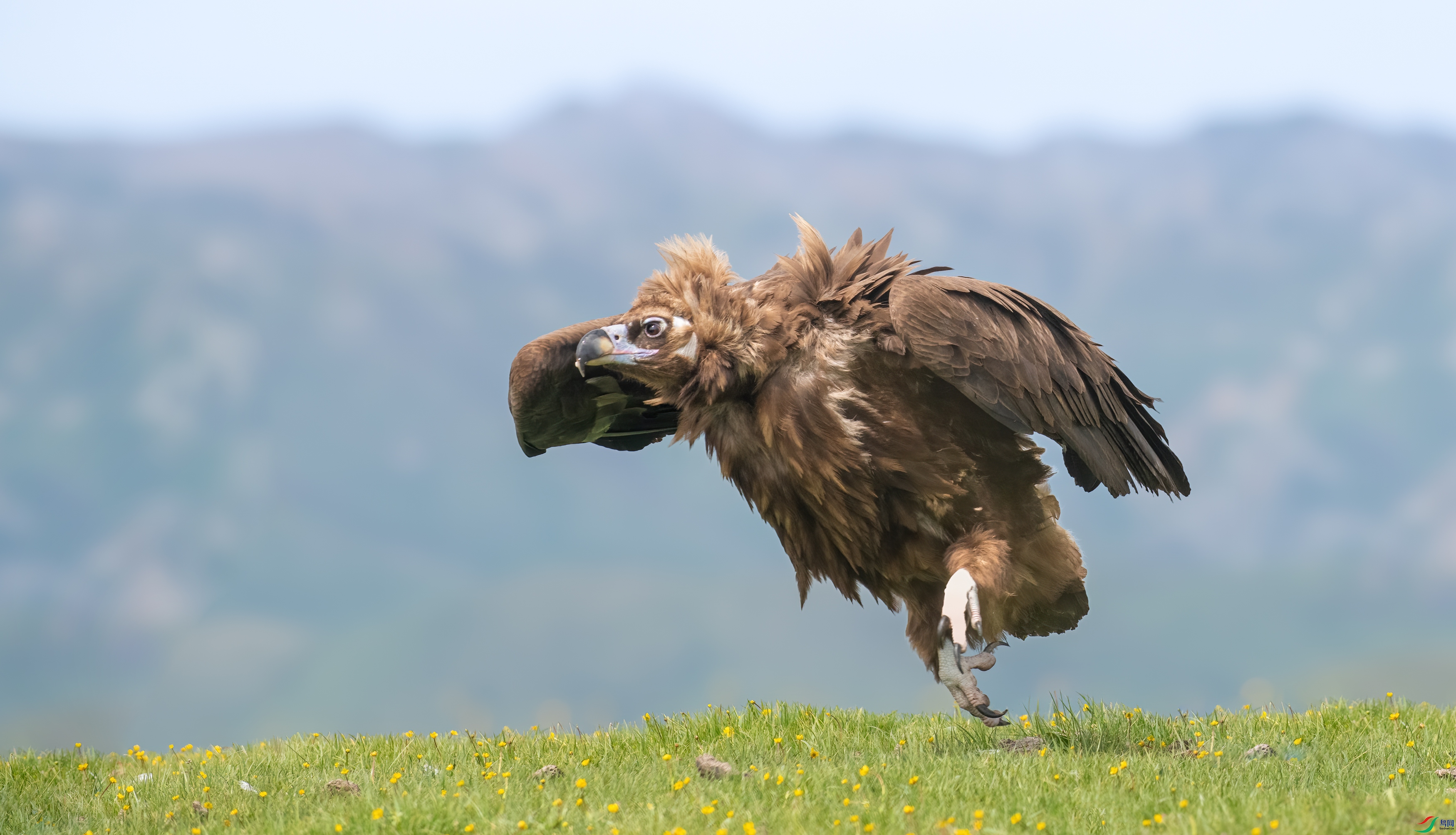 DSC_6200-1.jpg