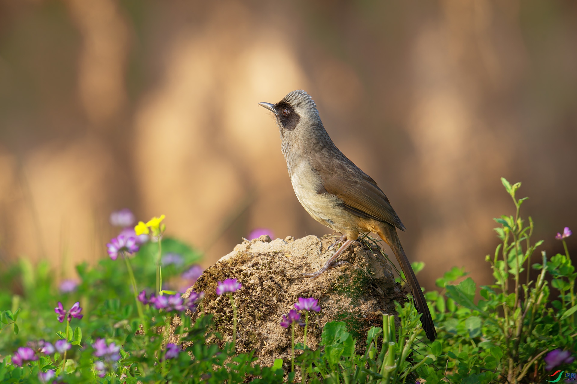 DSC_3606-1.jpg