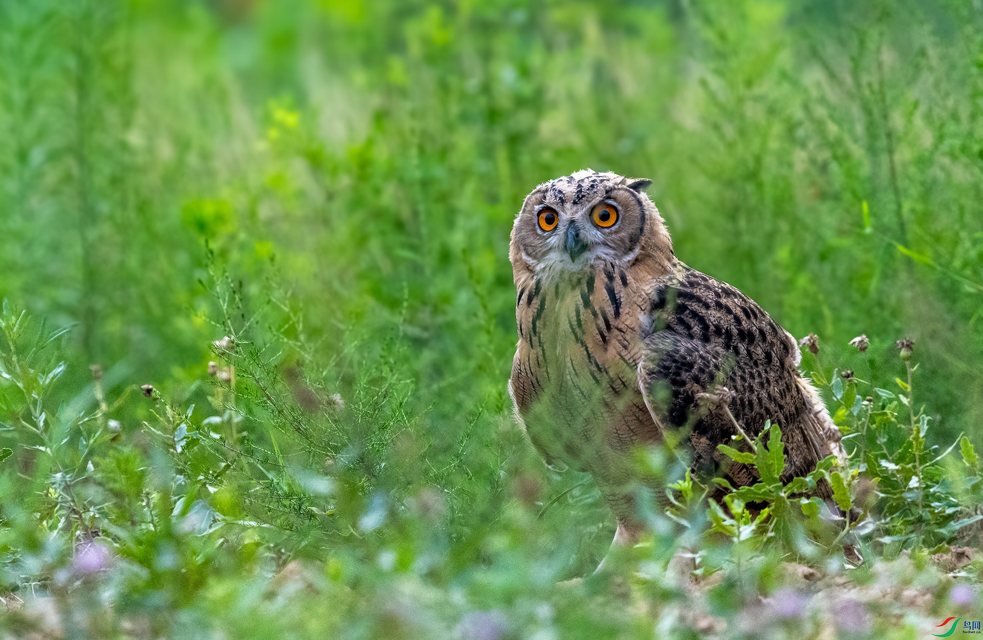 DSC_7349_1-1.jpg