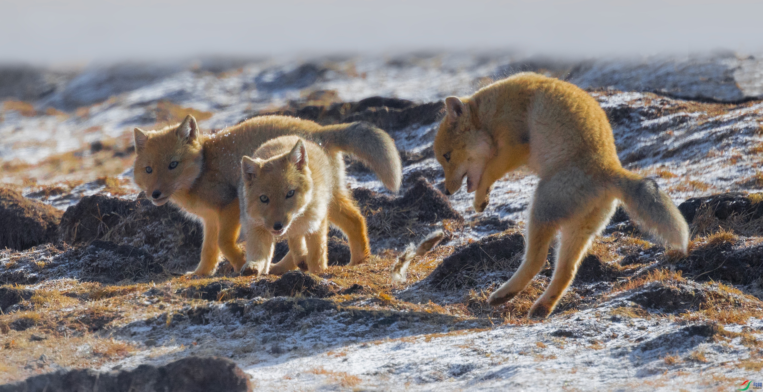 �غ���������ͼ_jpg ����.jpg