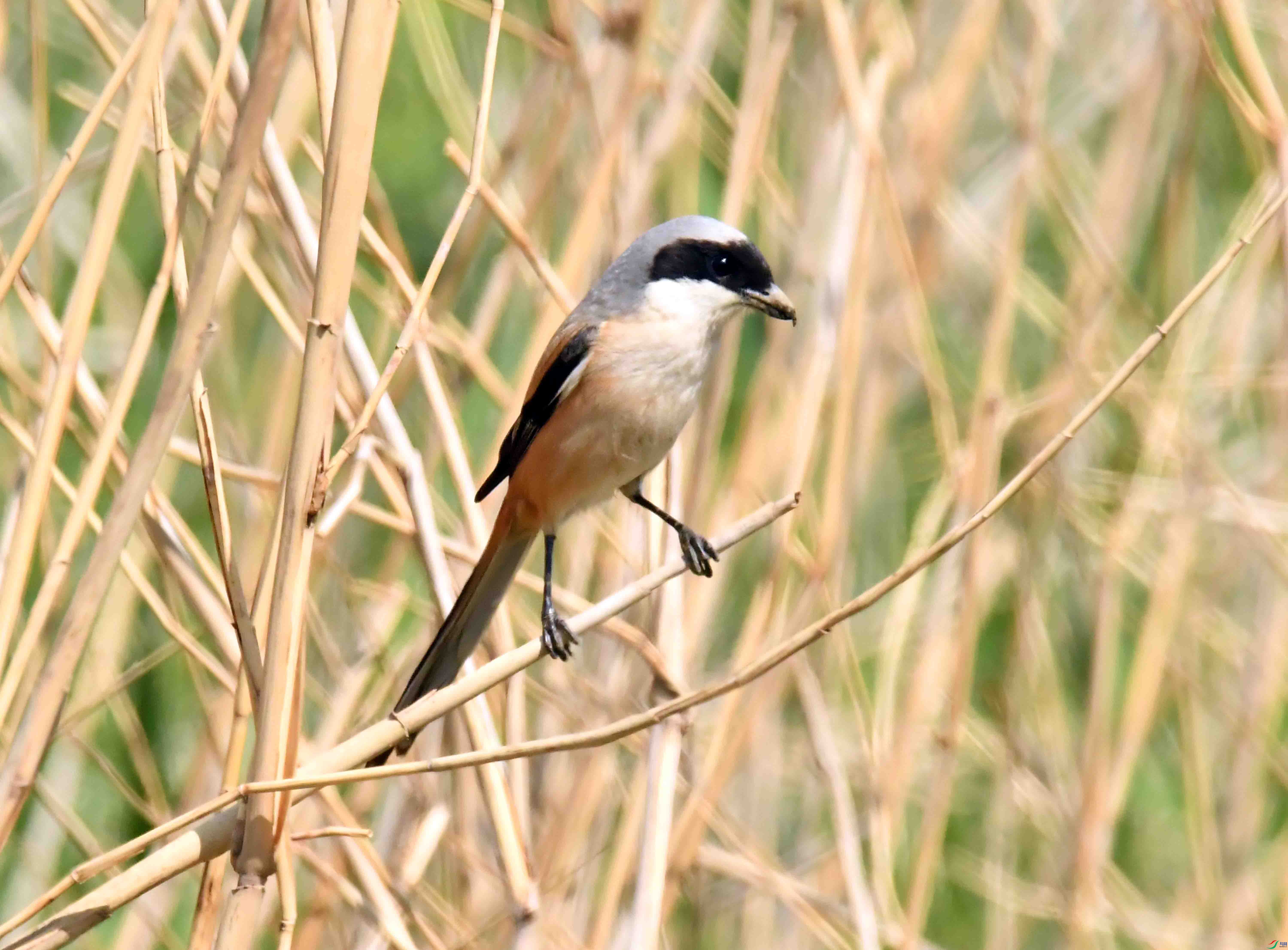 DSC_0260.JPG