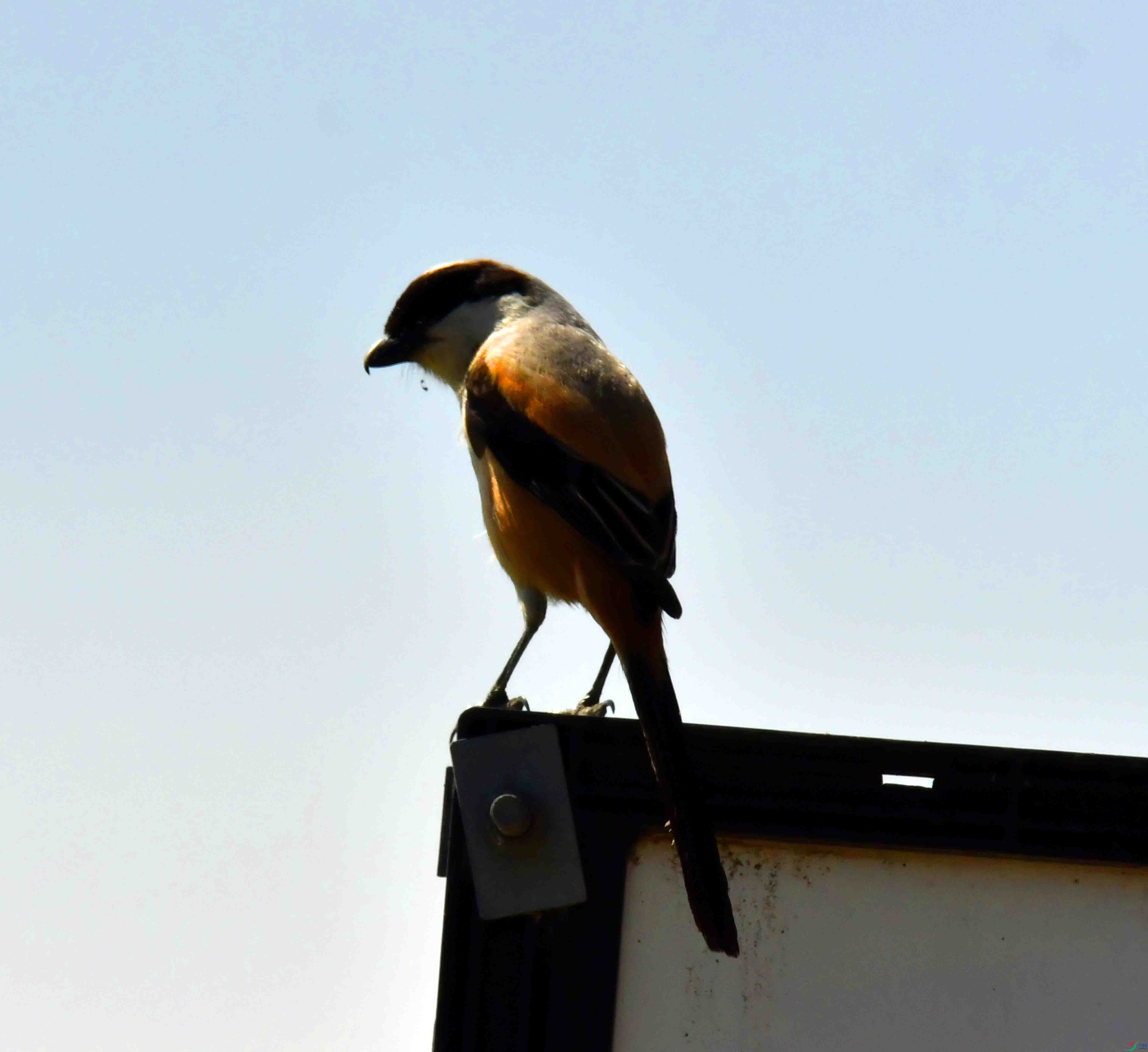 DSC_4358.JPG