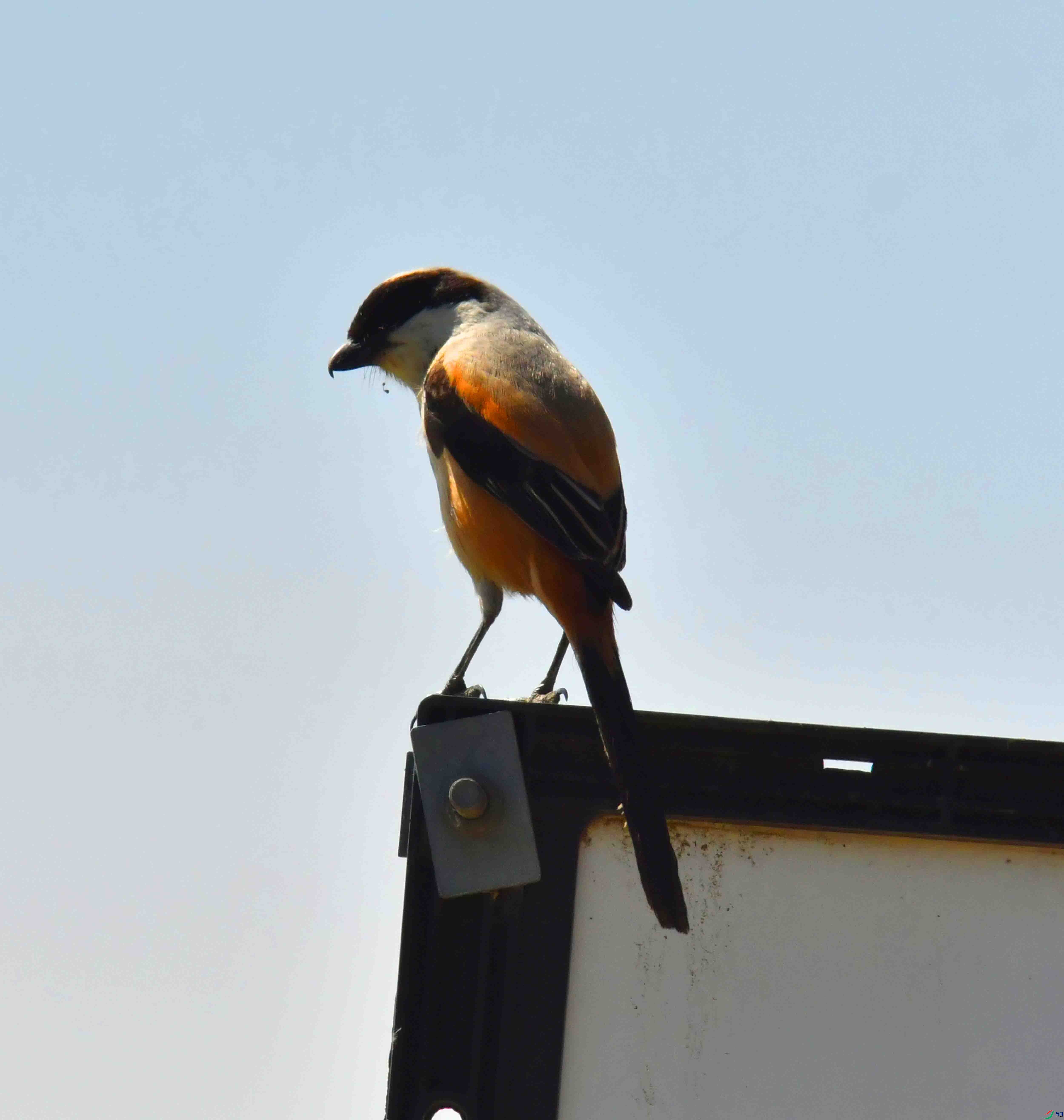 DSC_4359.JPG