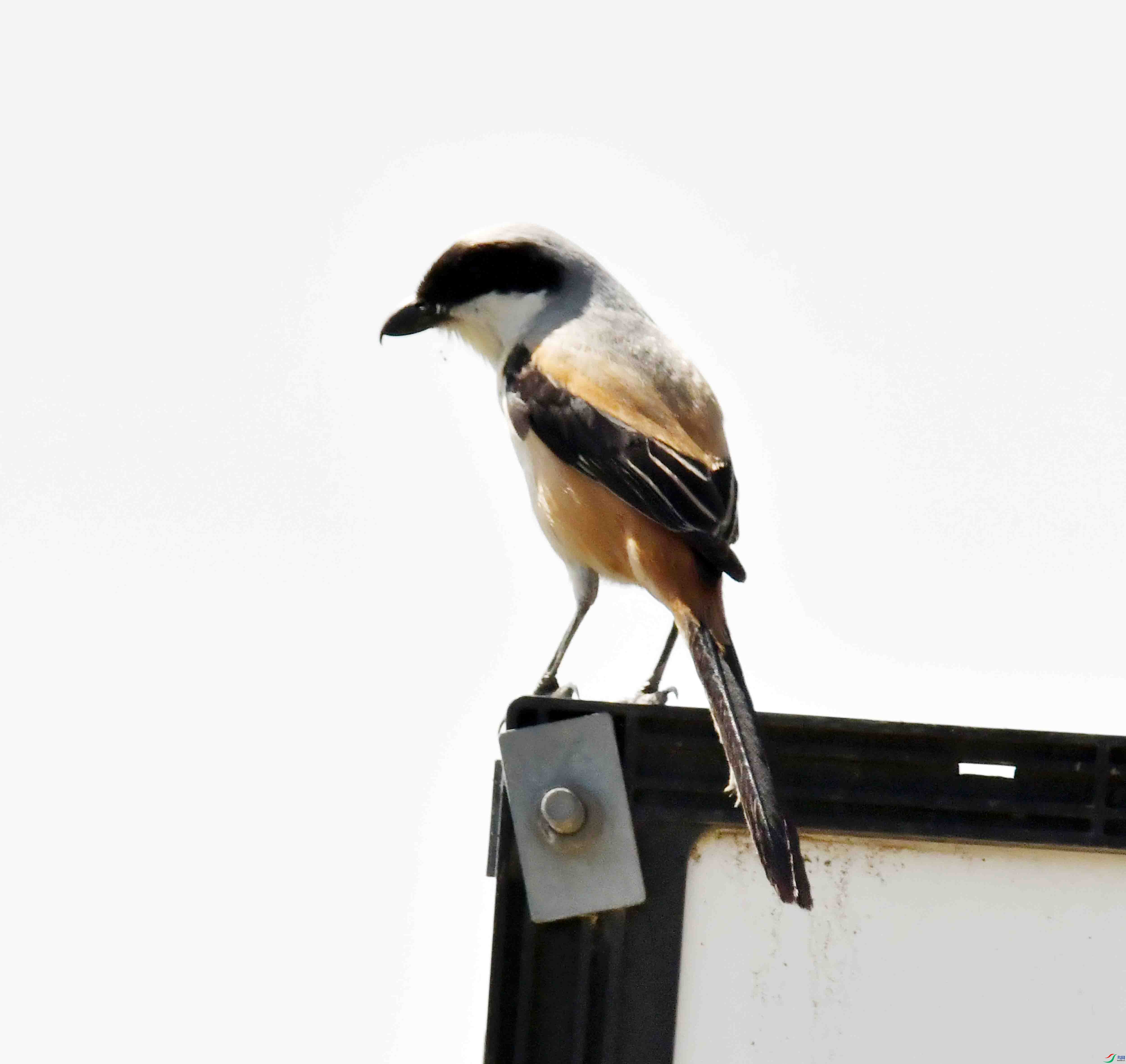 DSC_4363.JPG