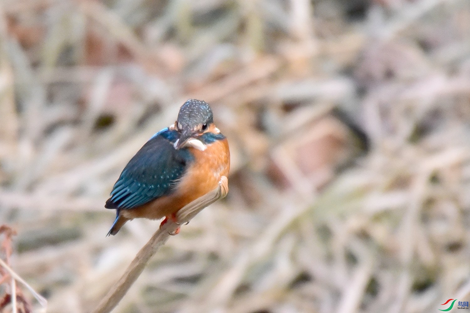 DSC_0079.JPG
