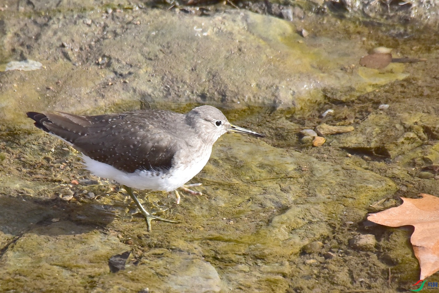 DSC_4043.JPG