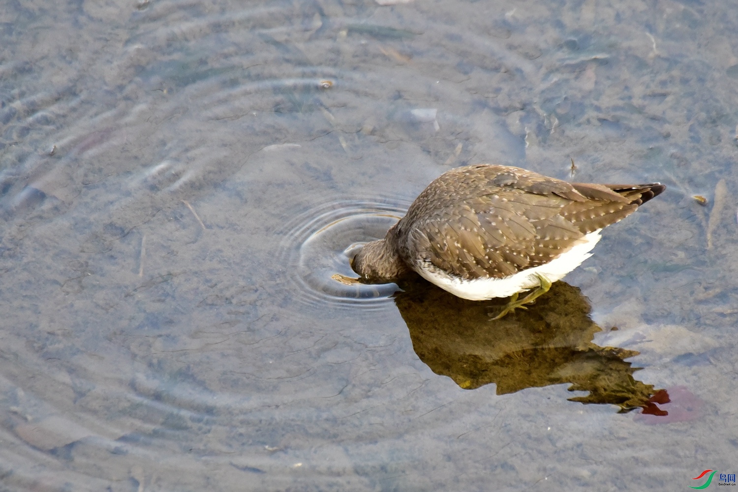 DSC_4336.JPG