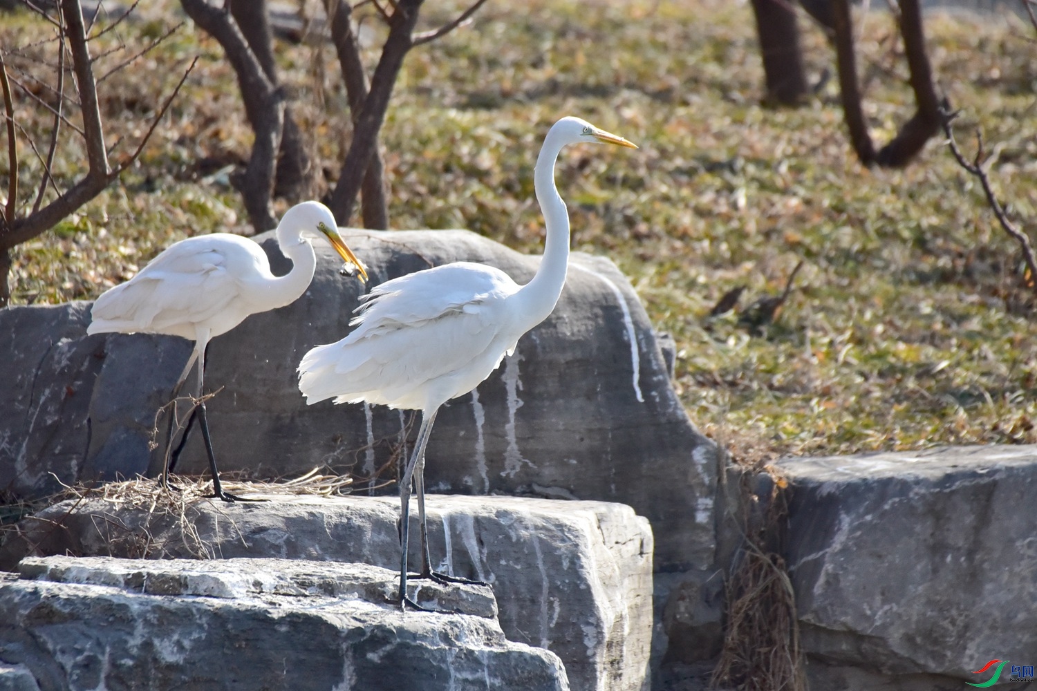 DSC_5960.JPG