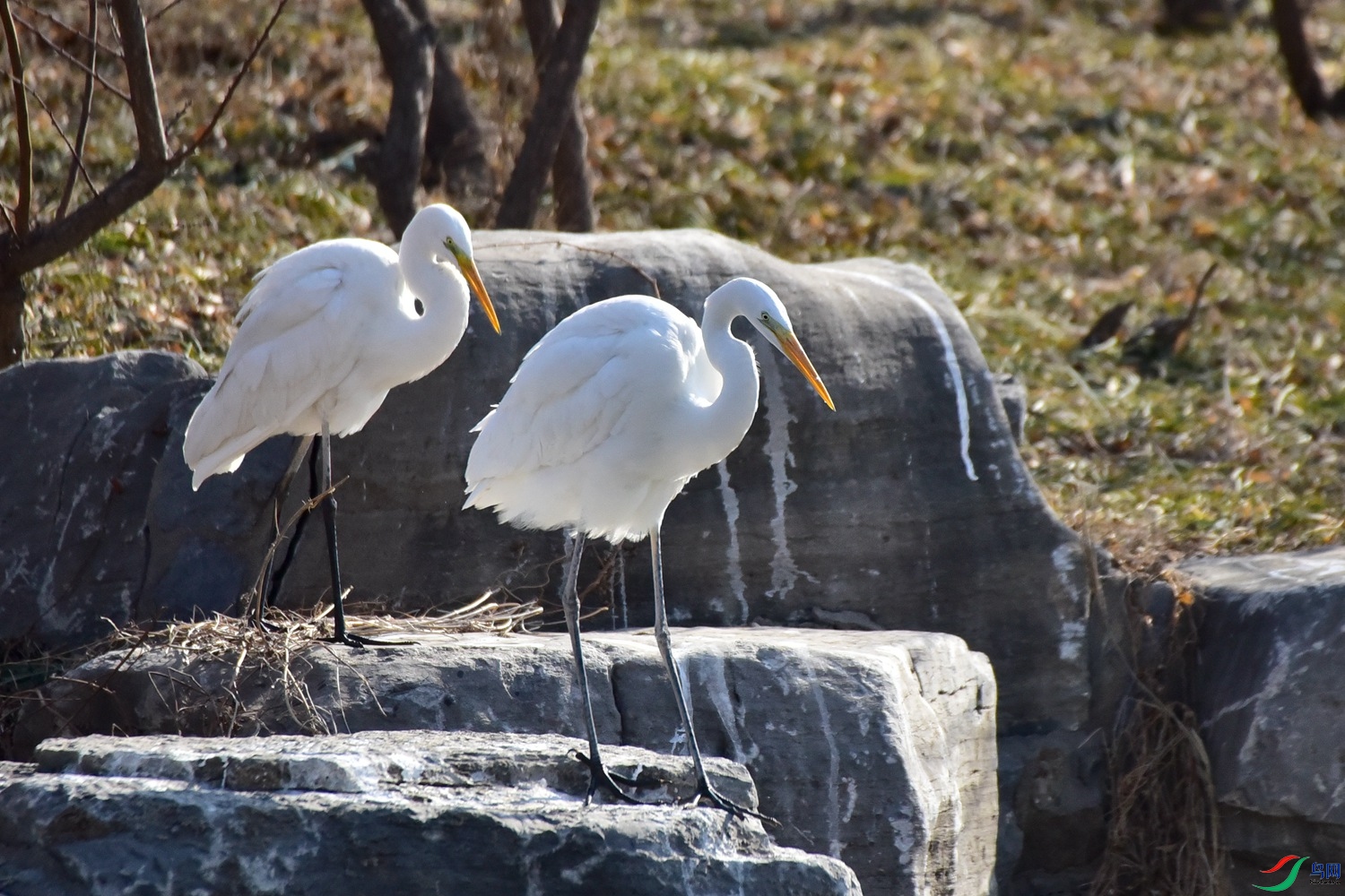 DSC_5963.JPG
