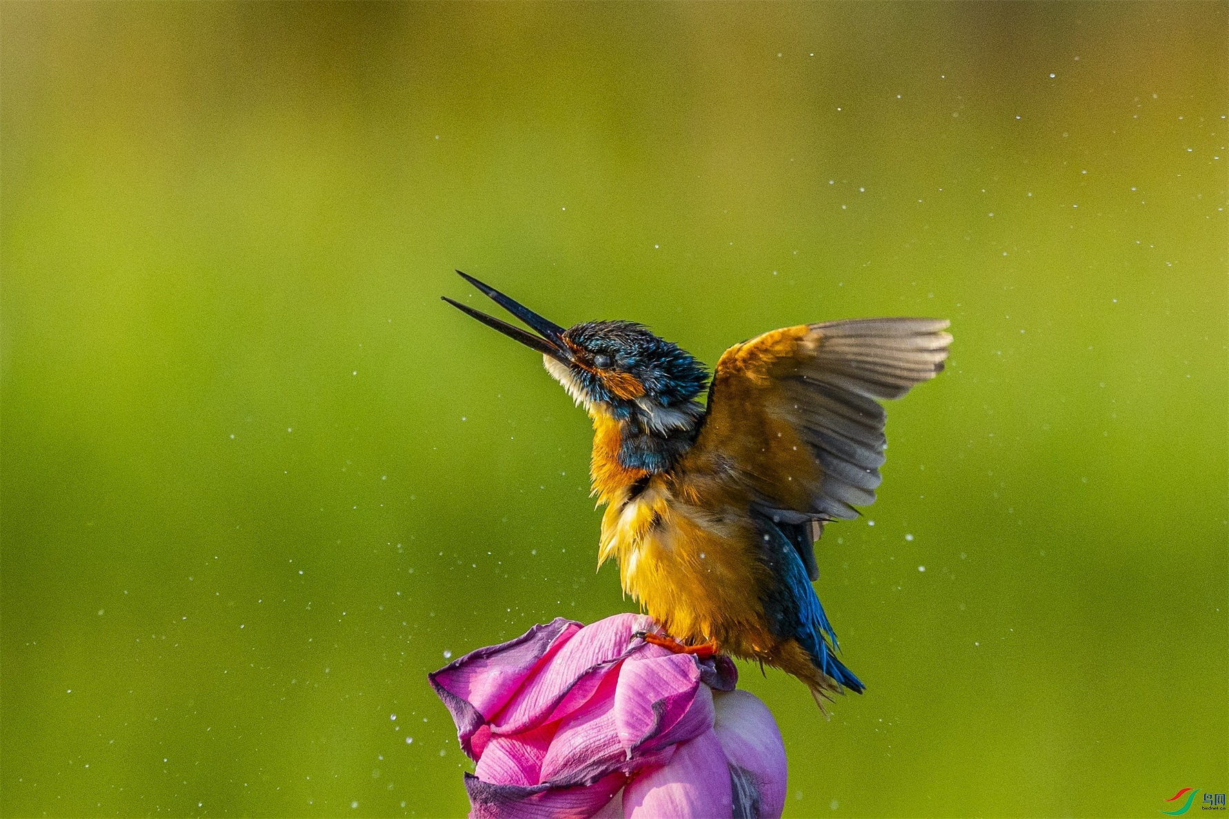 1K3A9947 ����1.jpg