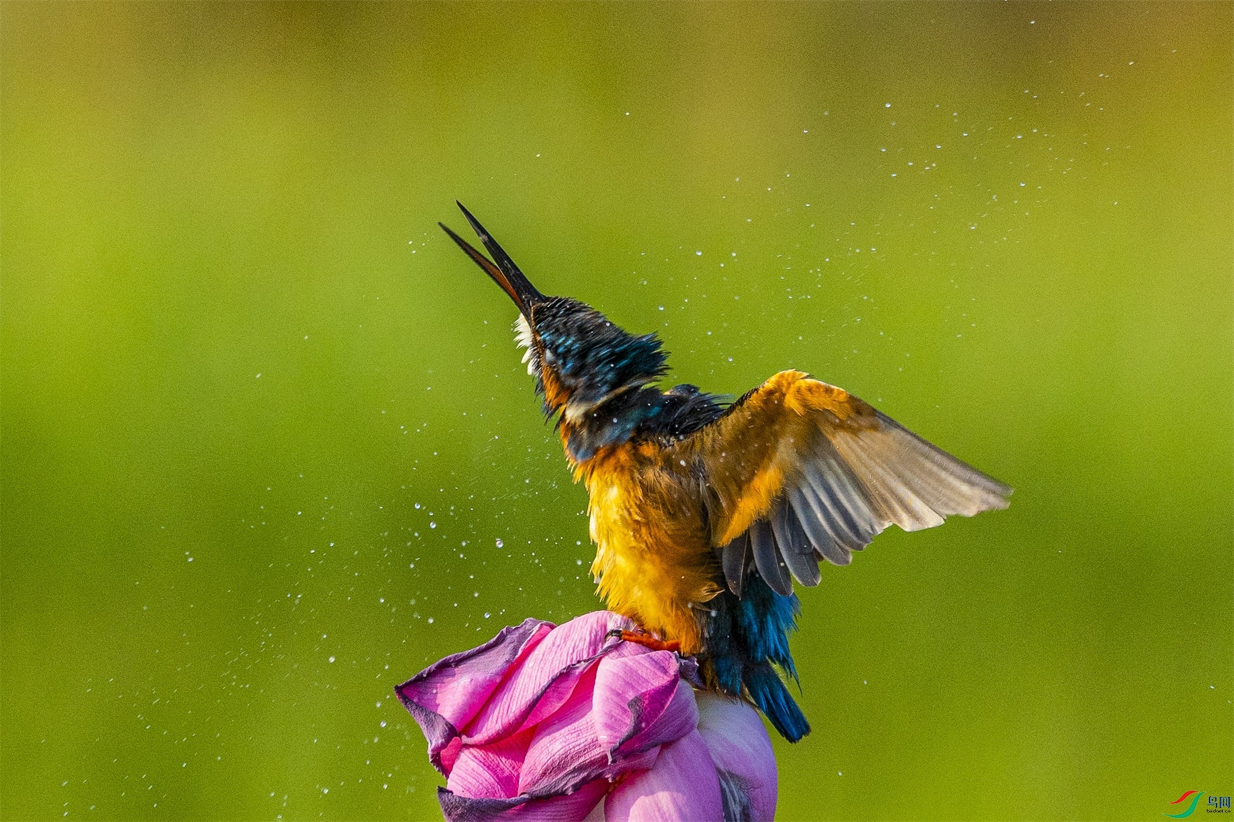 1K3A9946 ����1.jpg