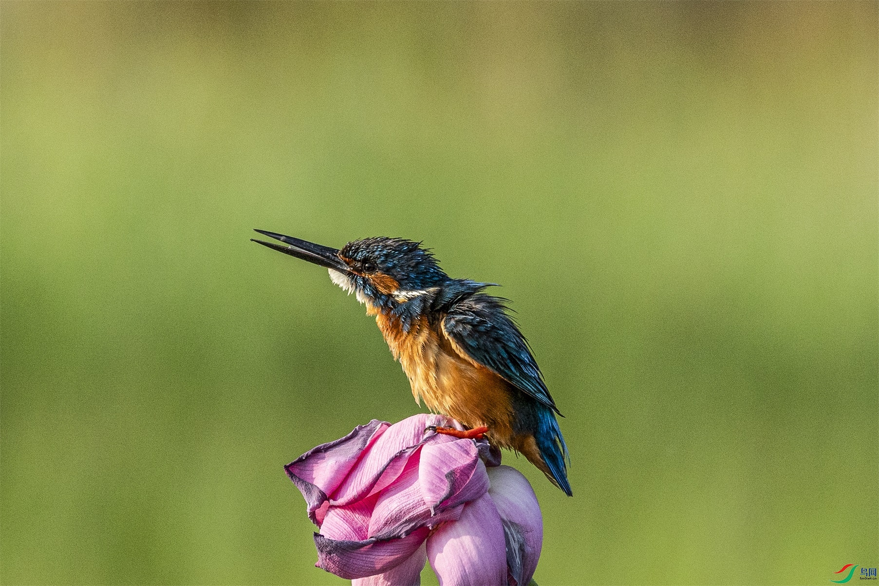 1K3A9943 ����1.jpg