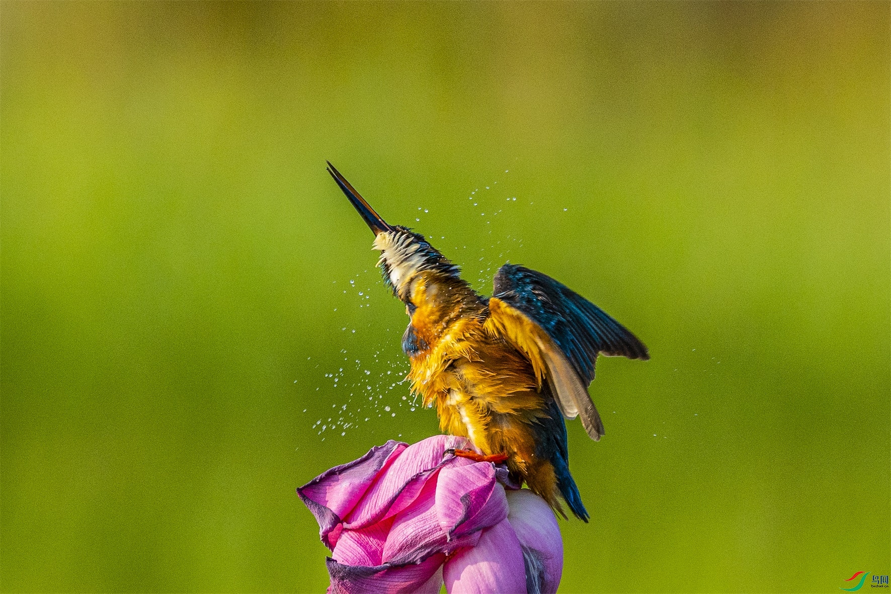 1K3A9945 ����1.jpg