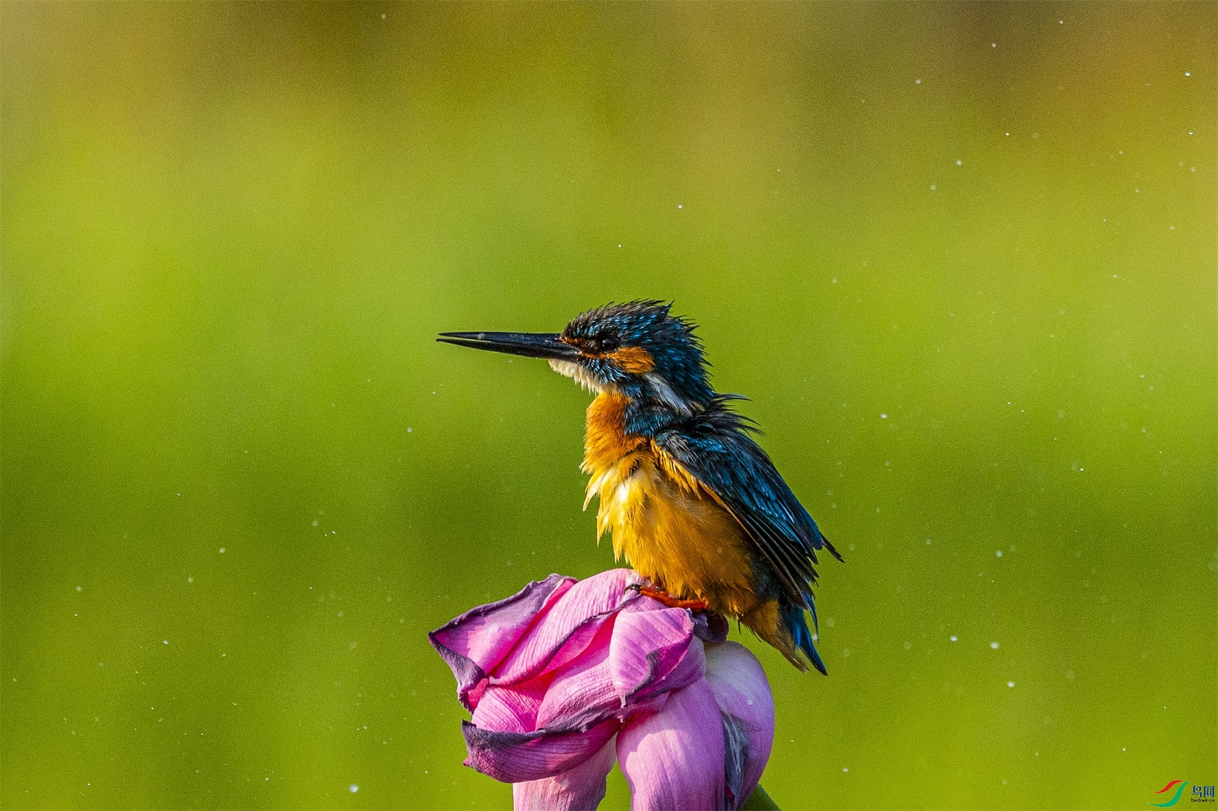 1K3A9948 ����1.jpg