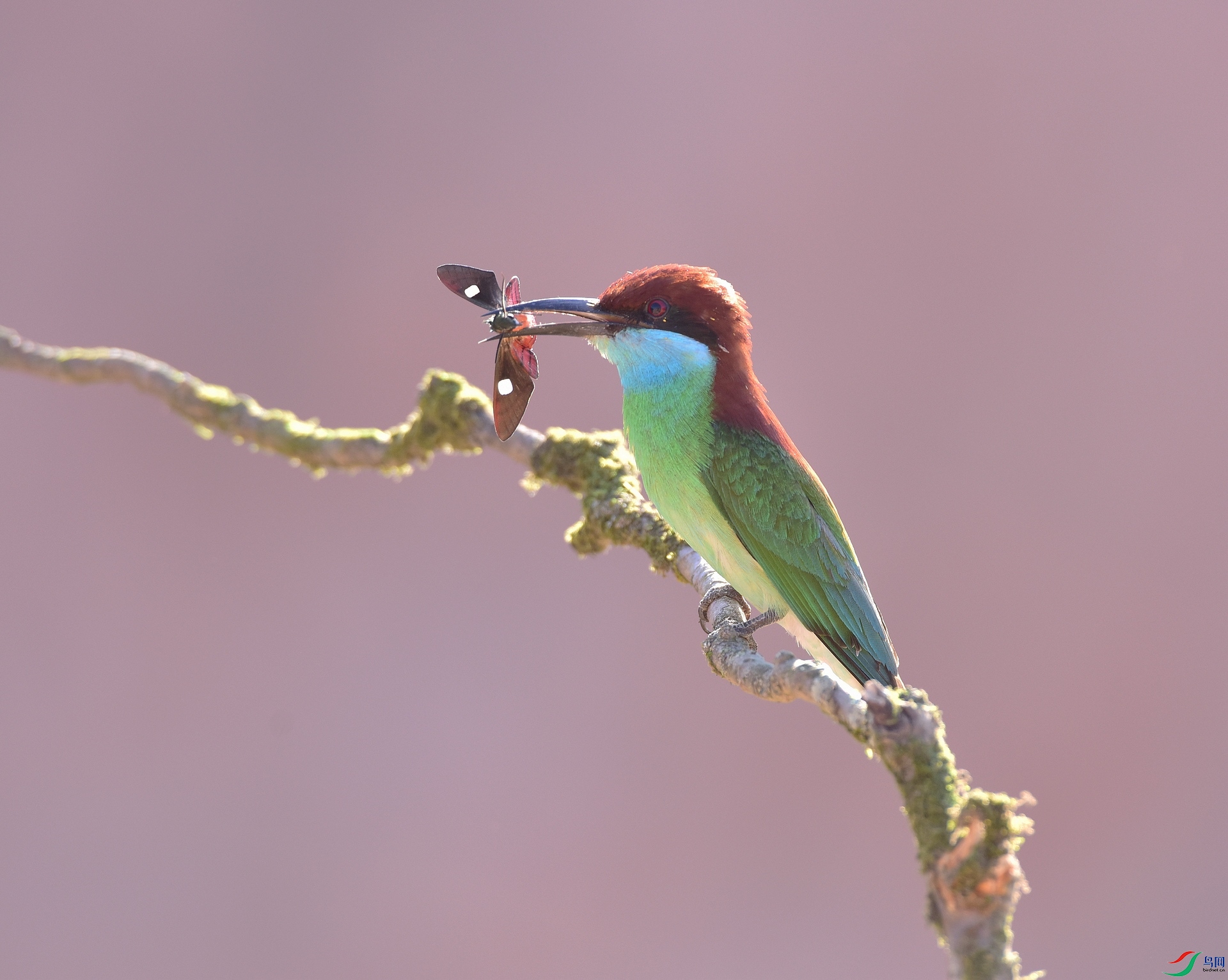 D8I_2233.jpg