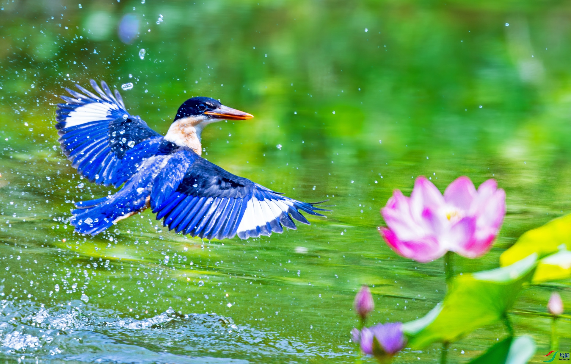 ��ˮ������