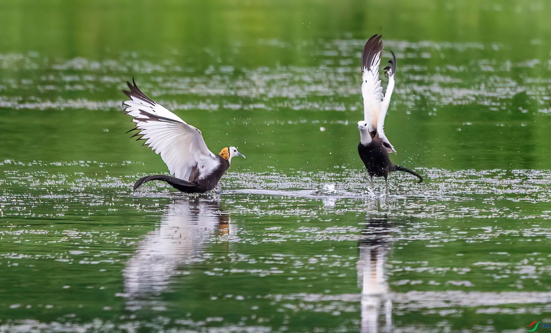 DSC_6683 ����.jpg