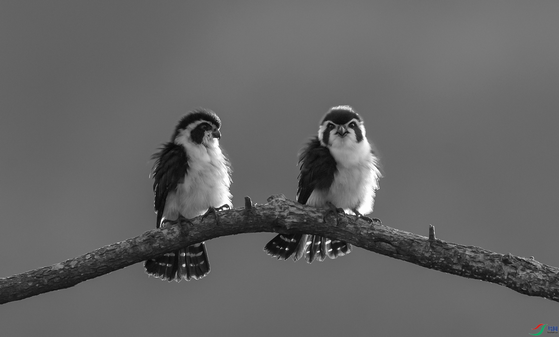 DSC_9592 - ����.jpg