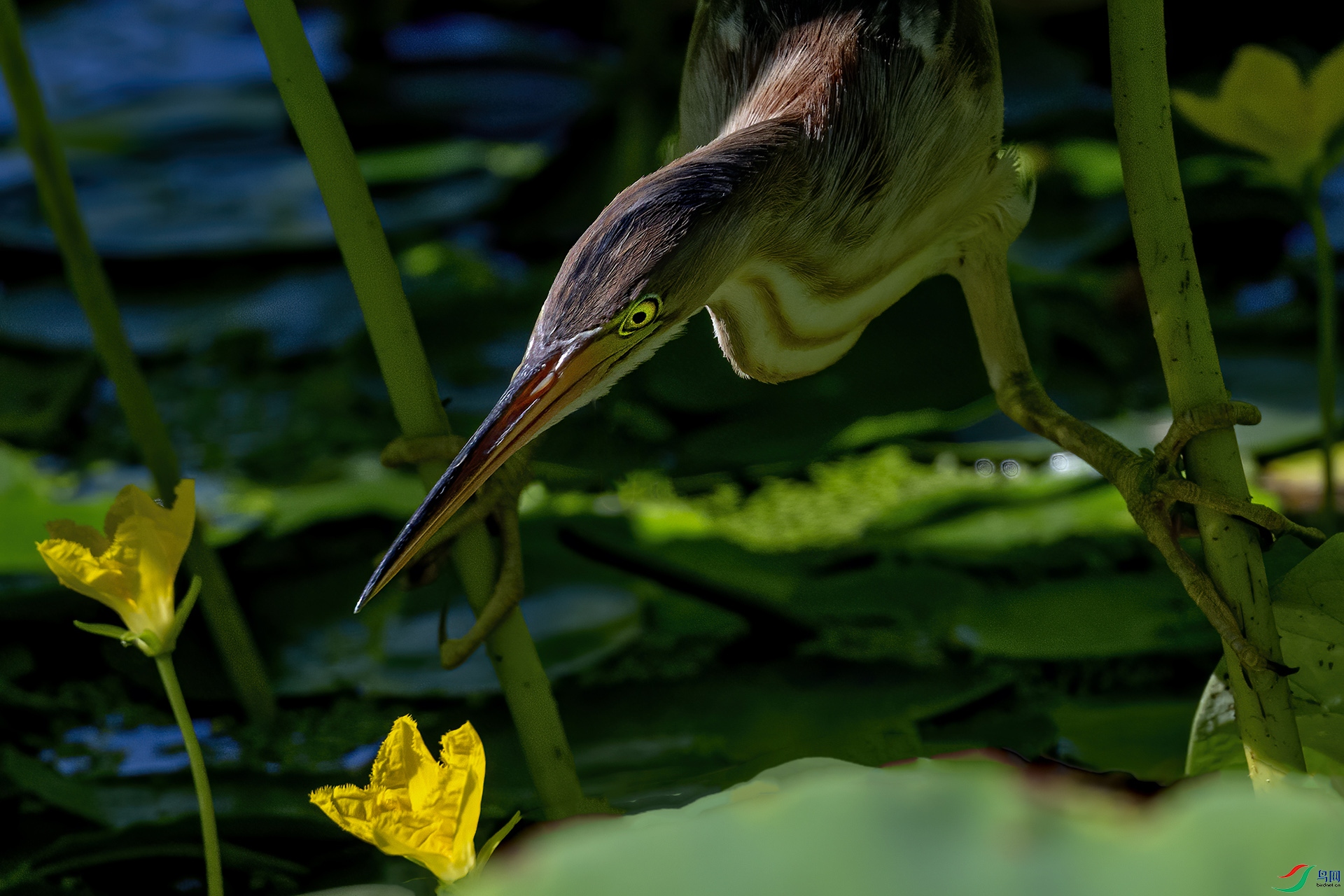DSC_6943-1.jpg
