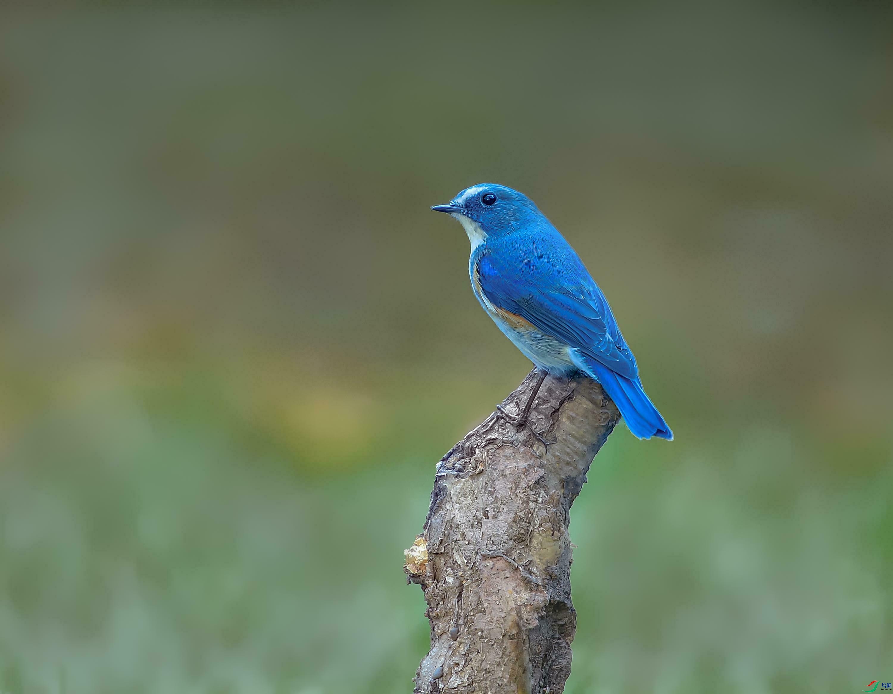 DSC_0962_---��в��β=--2_���ٿ�ͼ(1).jpg