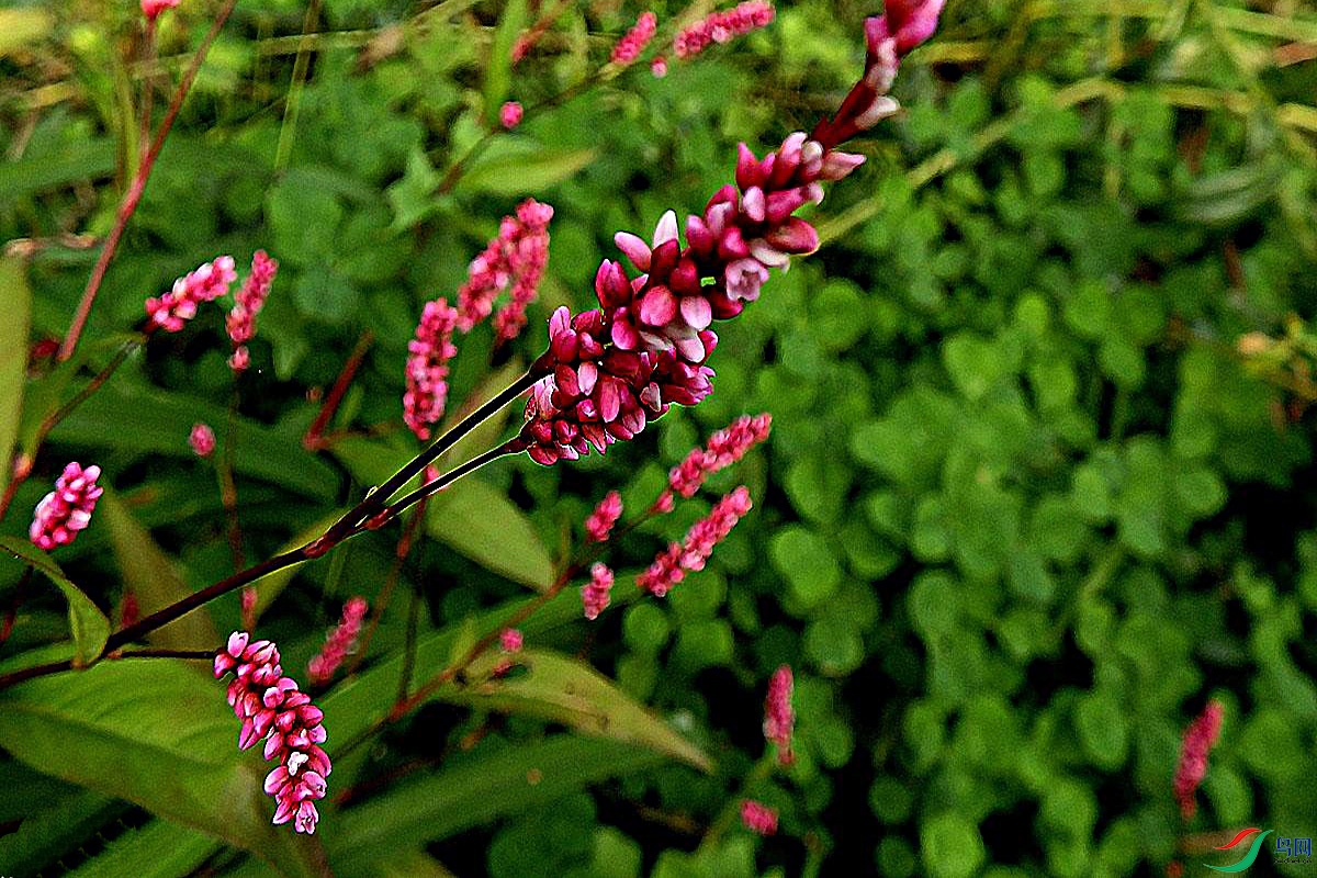 IMG_6516.jpg
