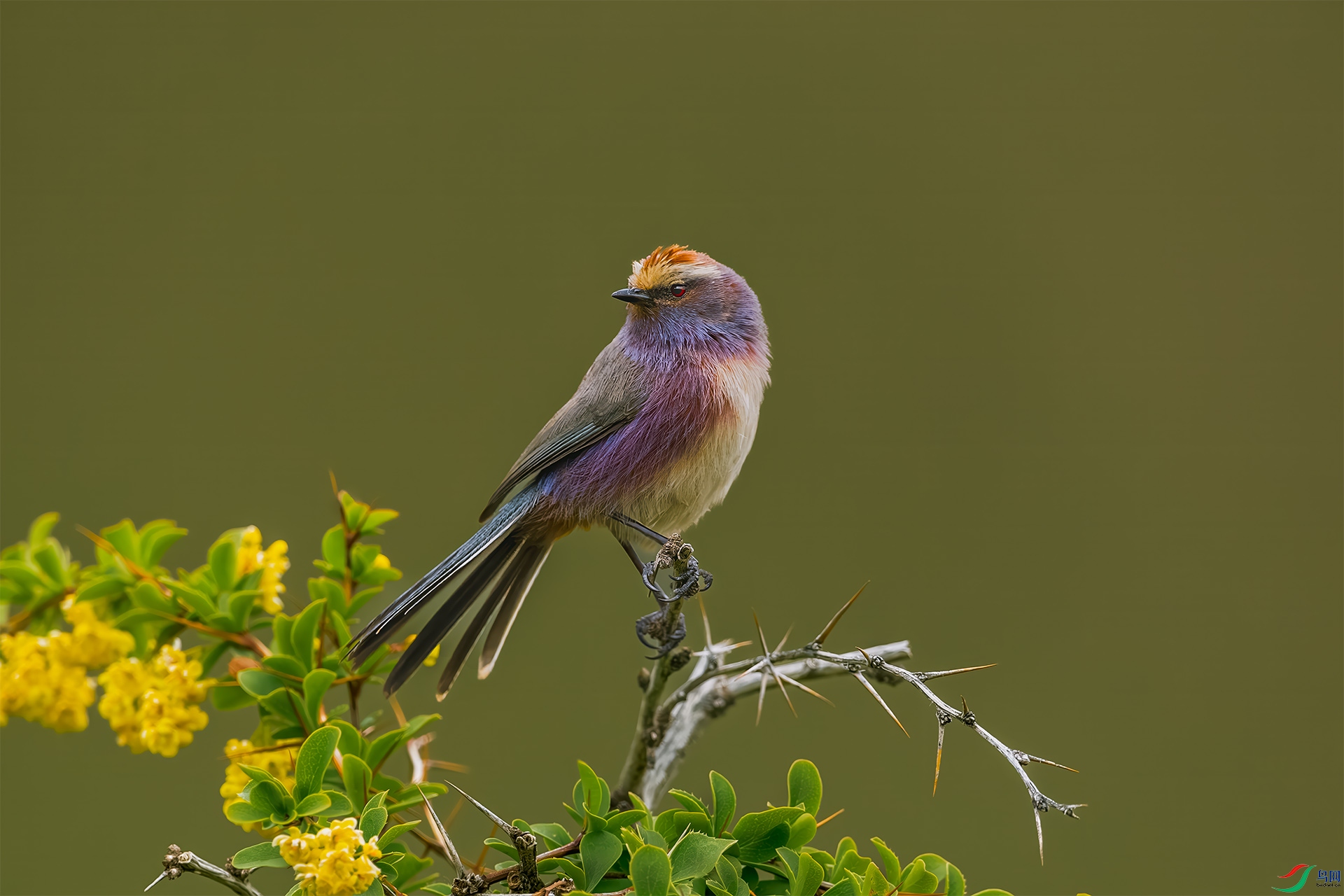 ����ȸݺ֦ͷ��