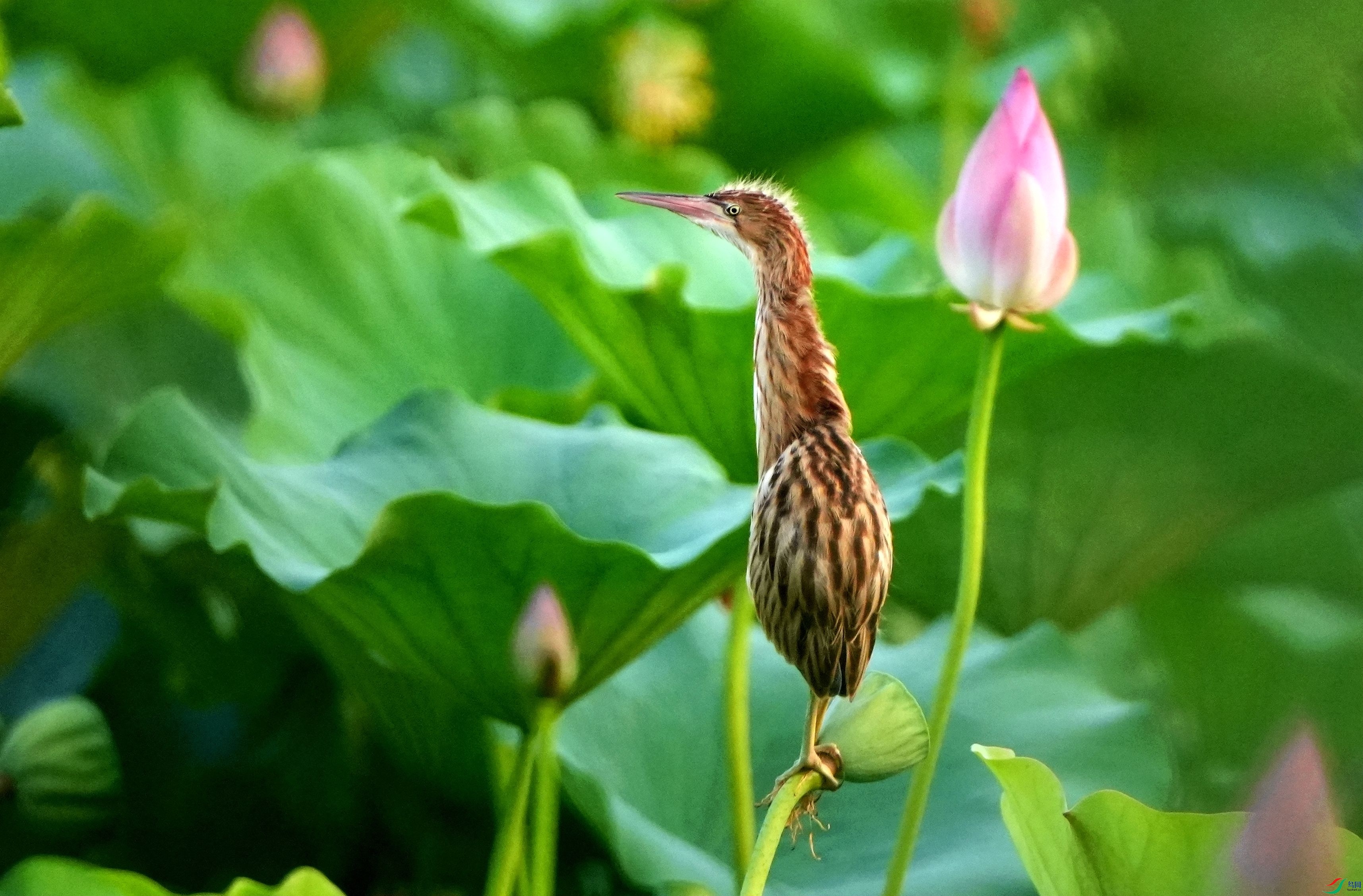 ͤͤ�������뻨DSC03983_����.jpg