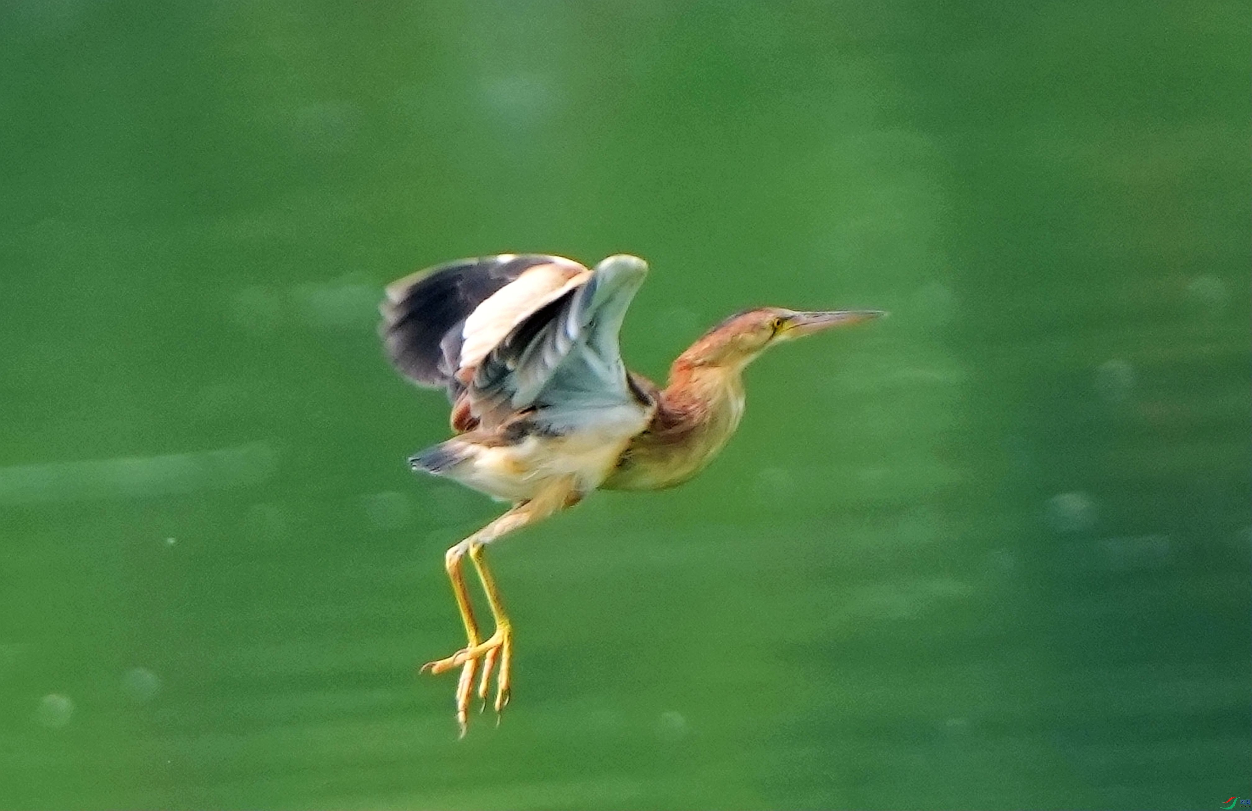 ���а���DSC03157_����.jpg