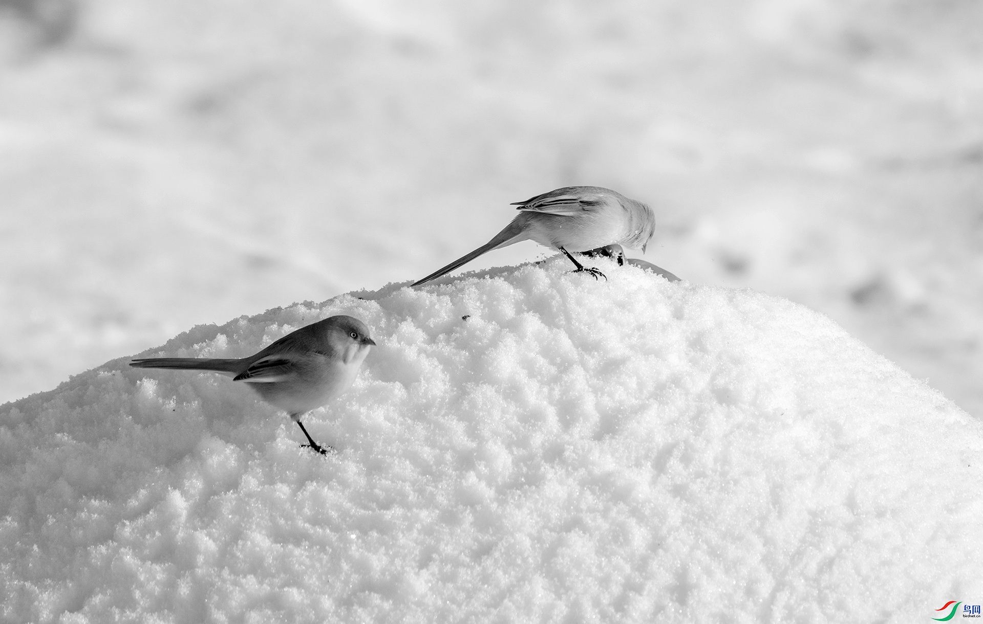 DSC00234 ����_����.jpg