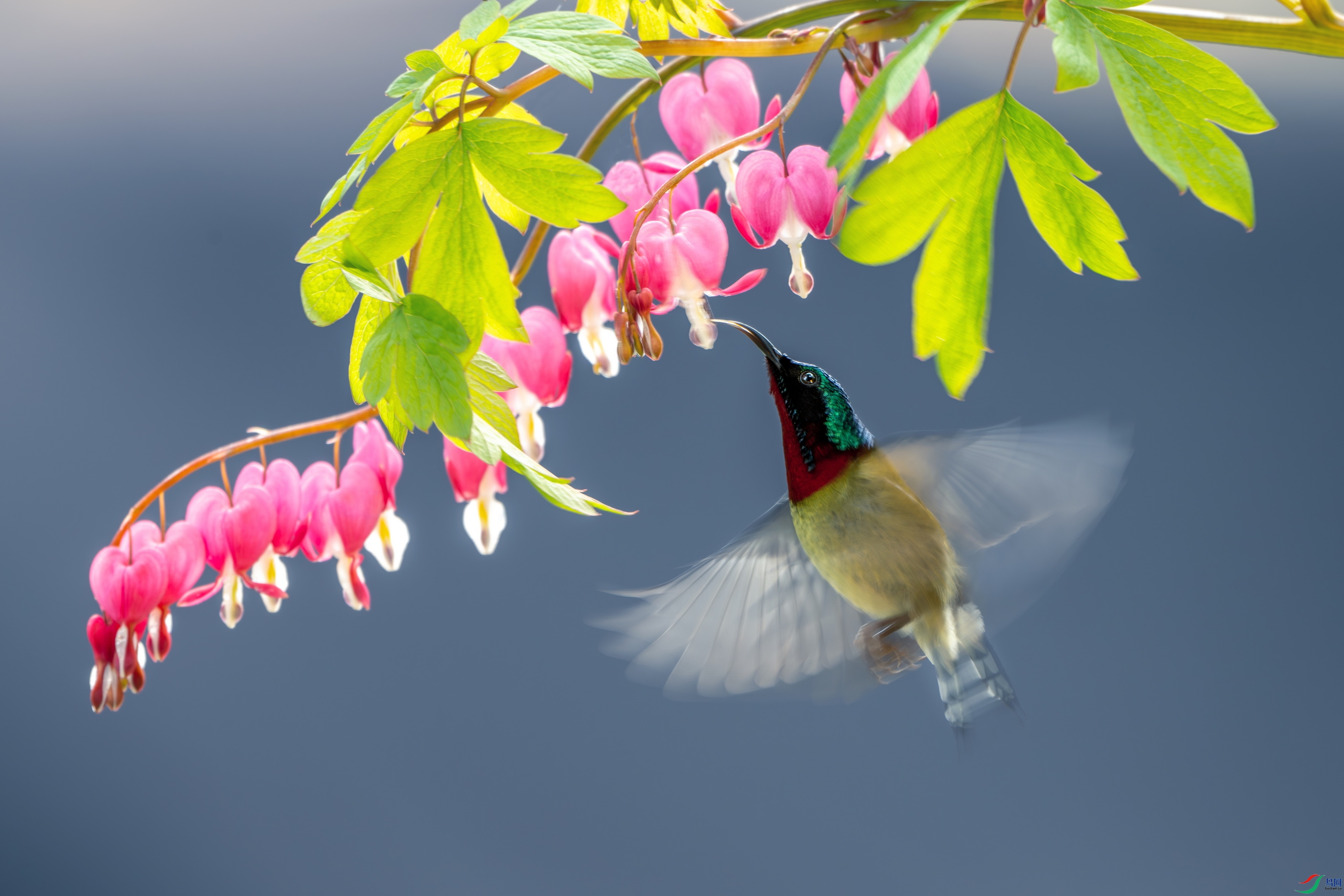 DSC_5581y-����ǿ-NR.jpg