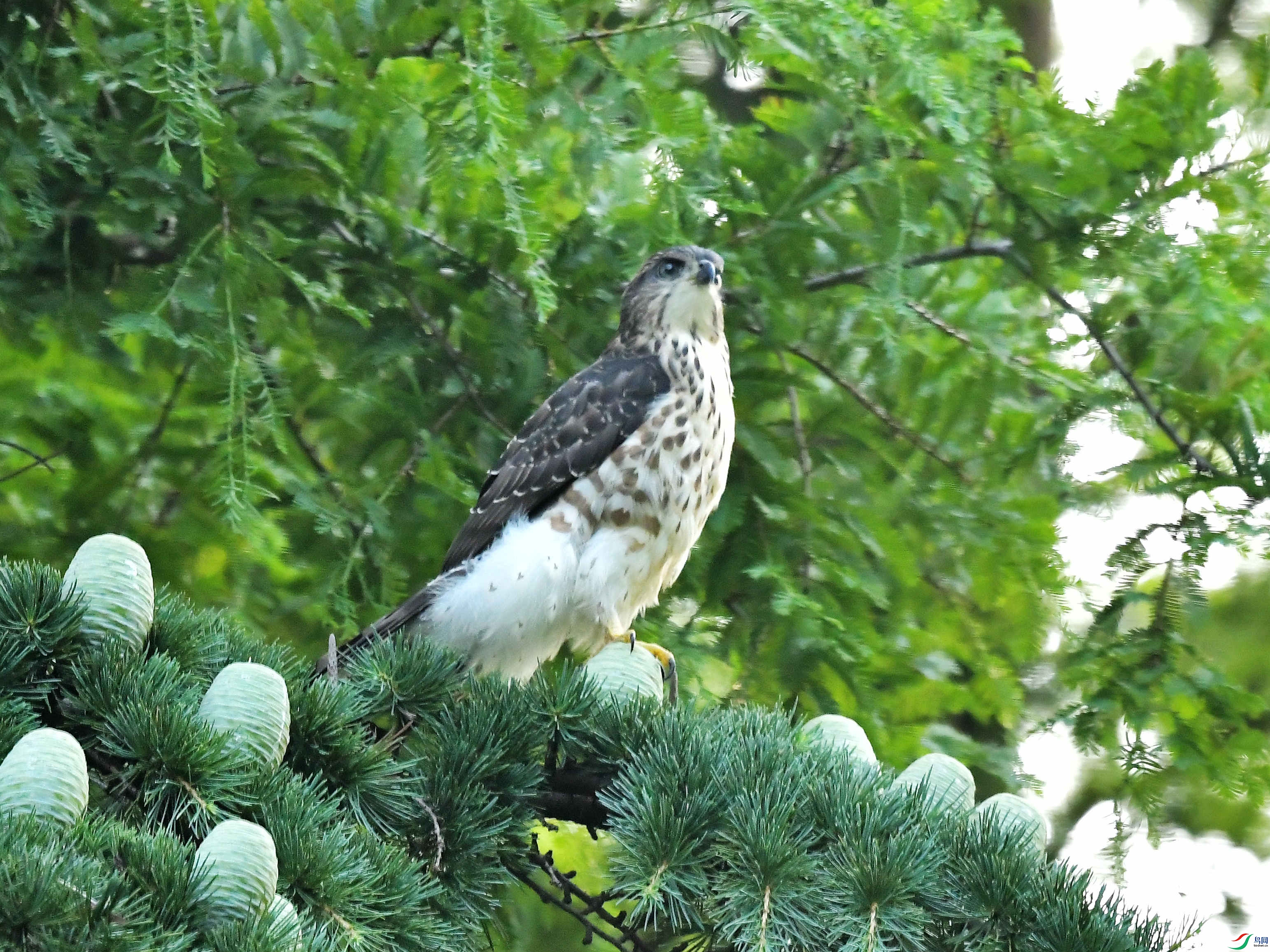 ��ͷӥ