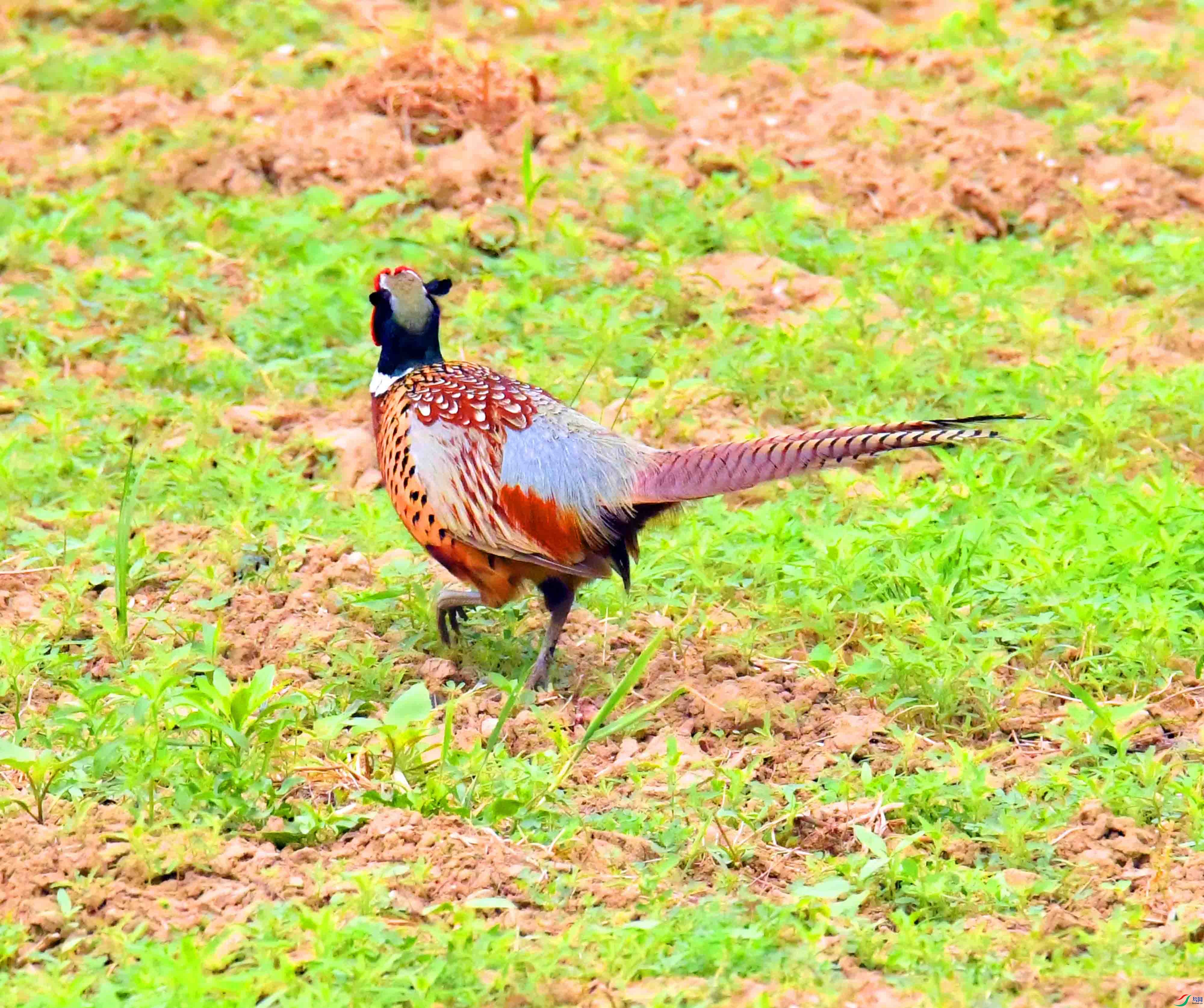 DSC_1210.JPG
