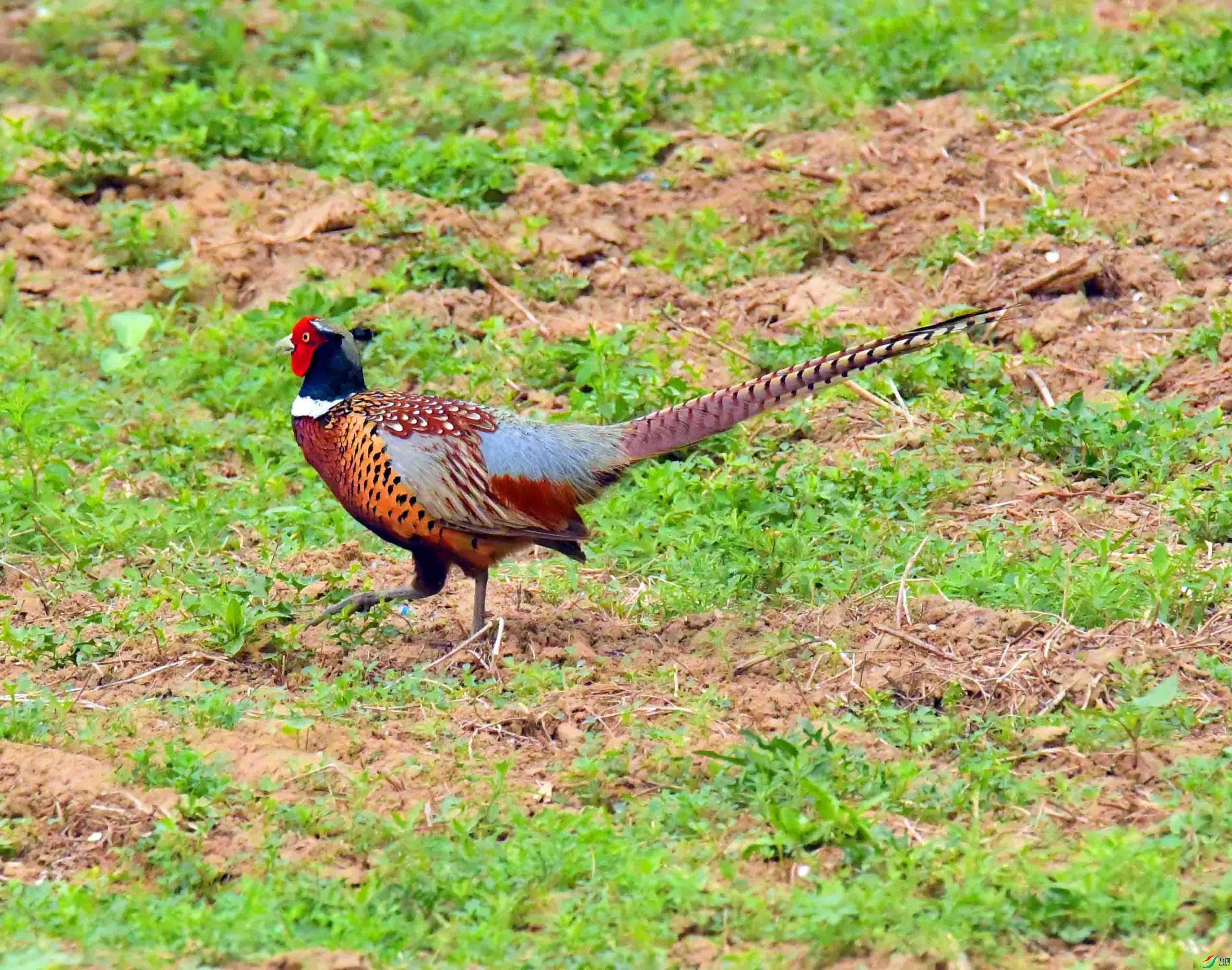DSC_1225.JPG