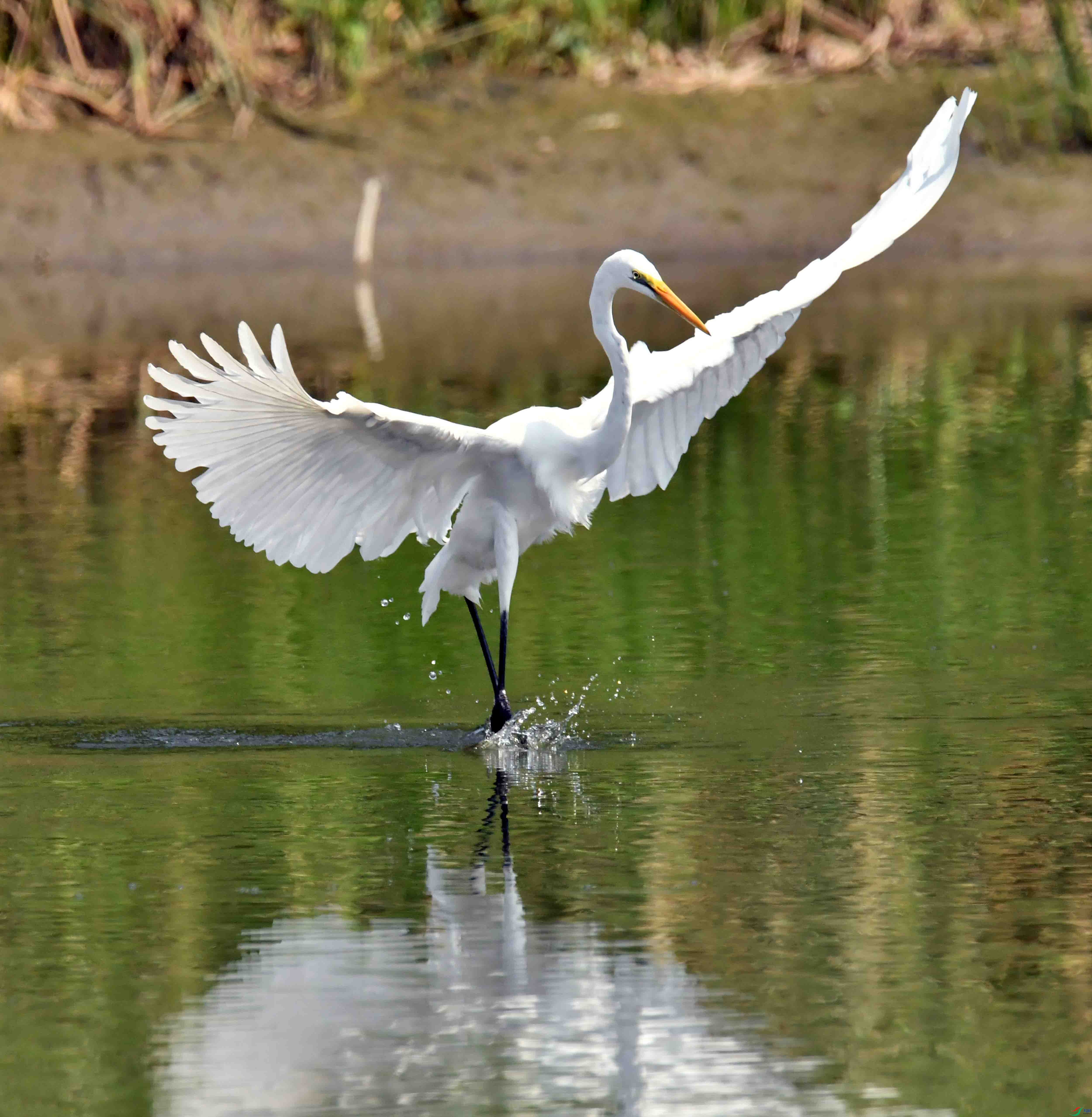 DSC_0603.JPG